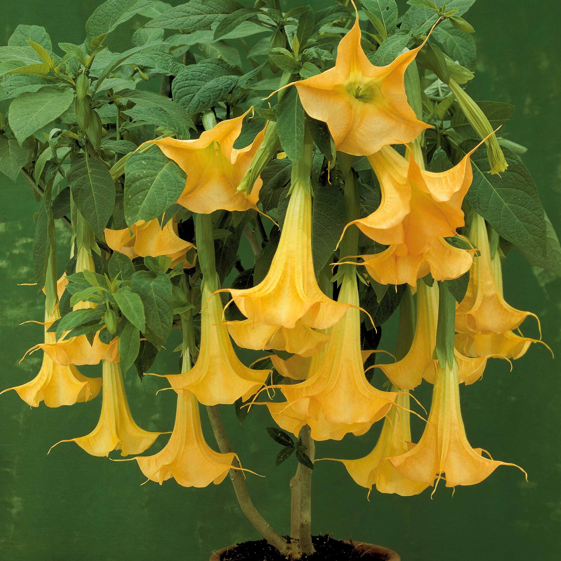 Brugmansias - Collection de 3 Brugmansias : rouge et or, jaune, rose - Brugmansia