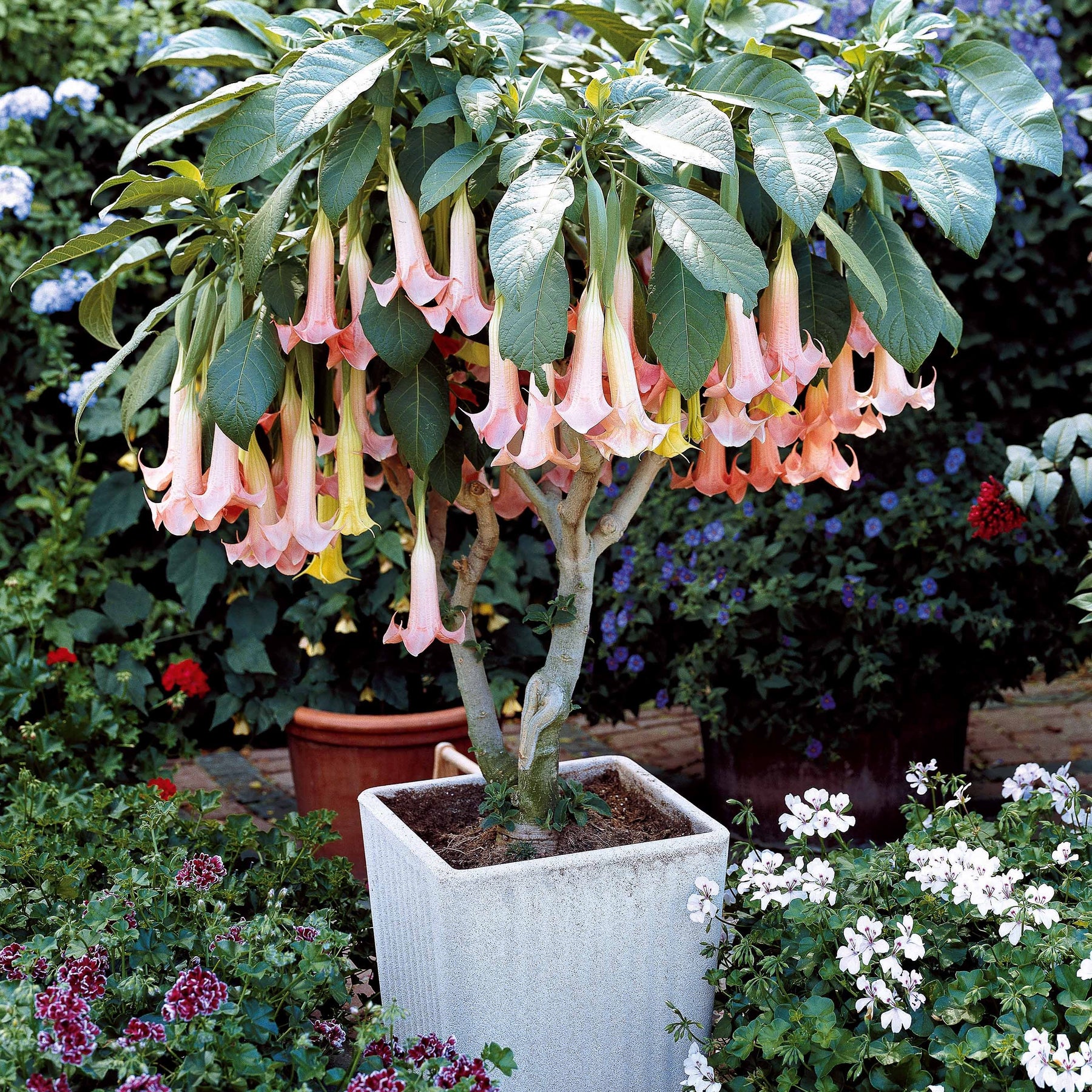 Vente Collection de 3 Brugmansias : rouge et or, jaune, rose - Brugmansia
