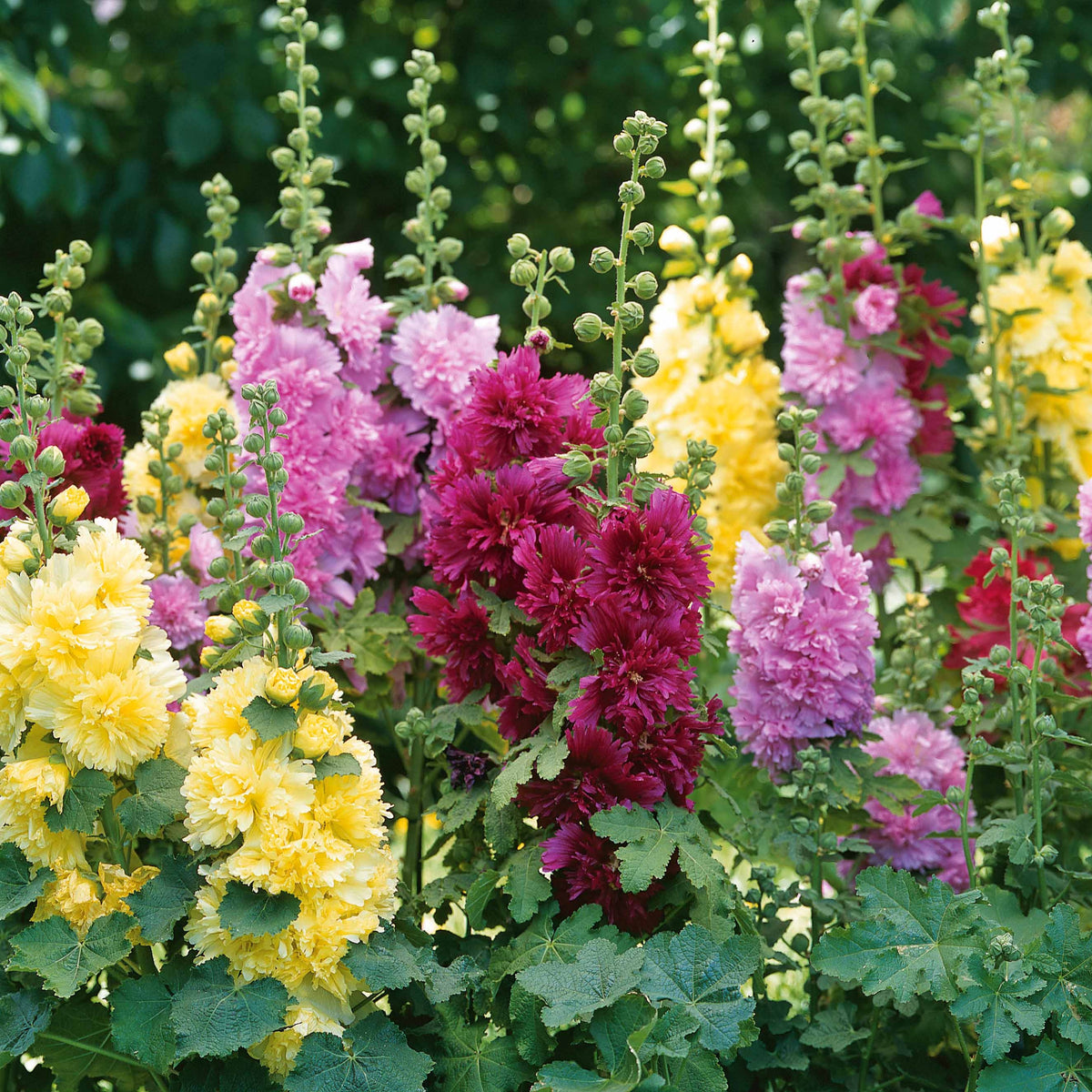 Collection de 3 Roses trémières naines - Alcea rosea spring celebrities 'crimson red' + 'lemon' + 'purple' - Willemse