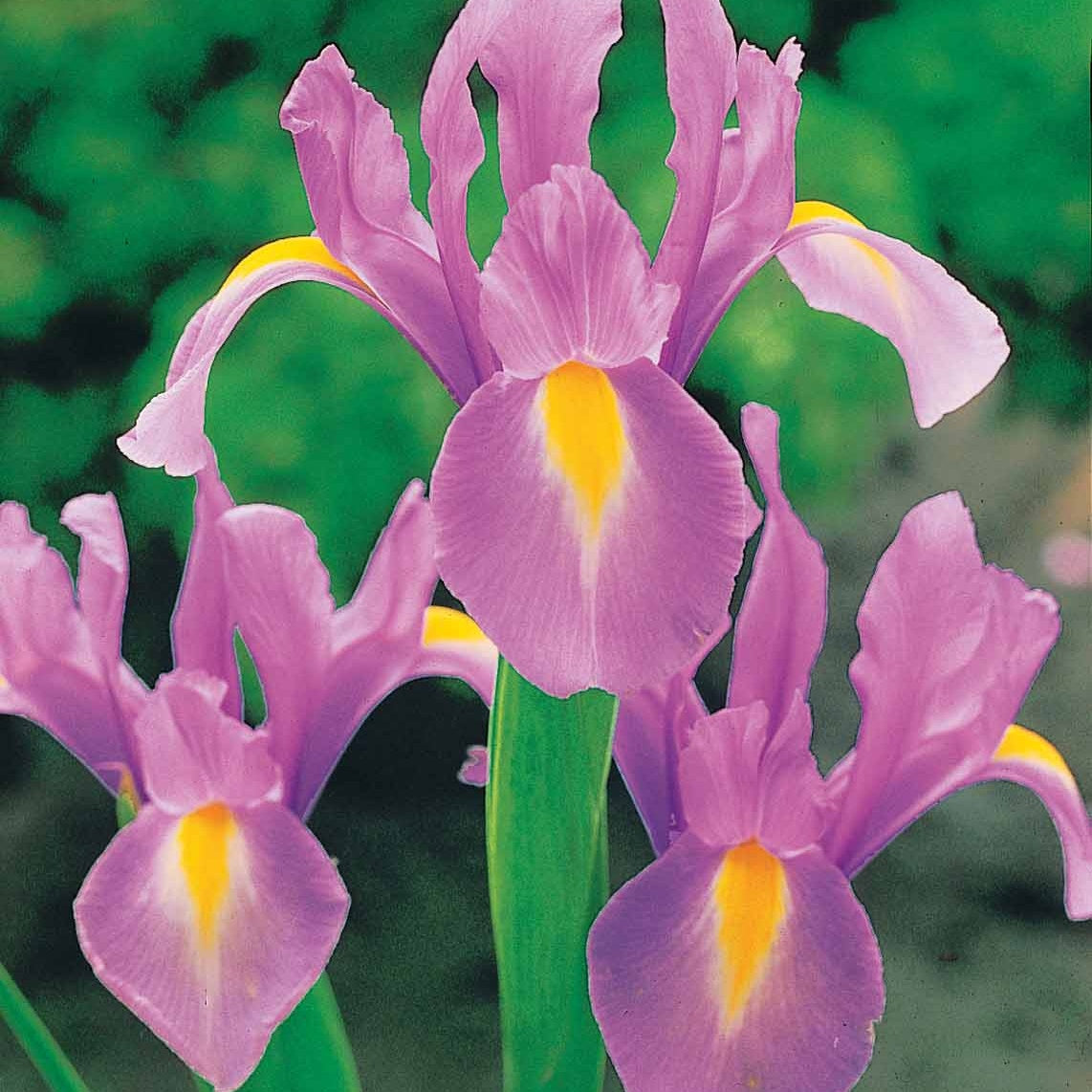Vente 40 Iris de Hollande colorés en mélange - Iris hollandica frans hals, rosario, tiger eyes, b