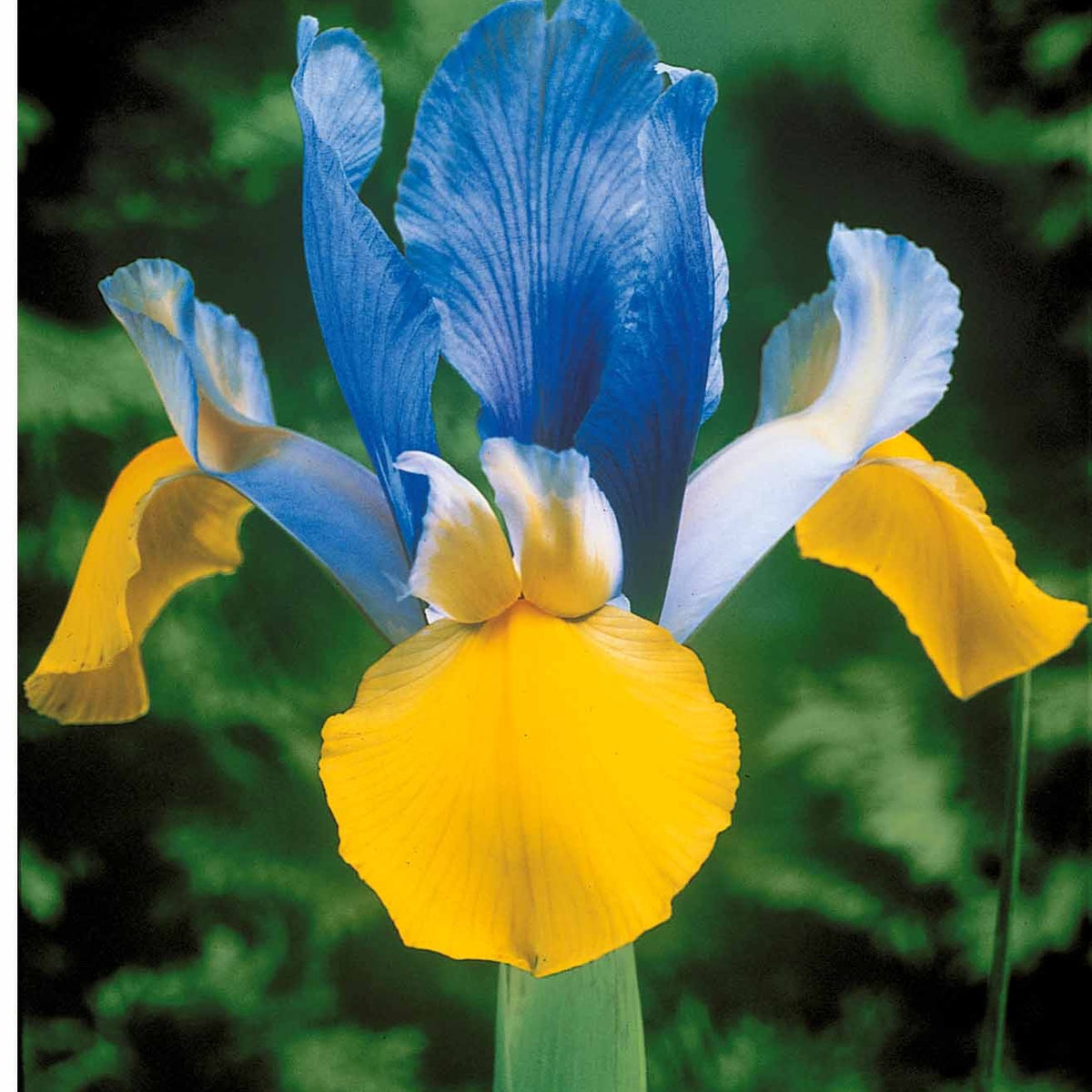 40 Iris de Hollande colorés en mélange - Iris hollandica frans hals, rosario, tiger eyes, b - Willemse