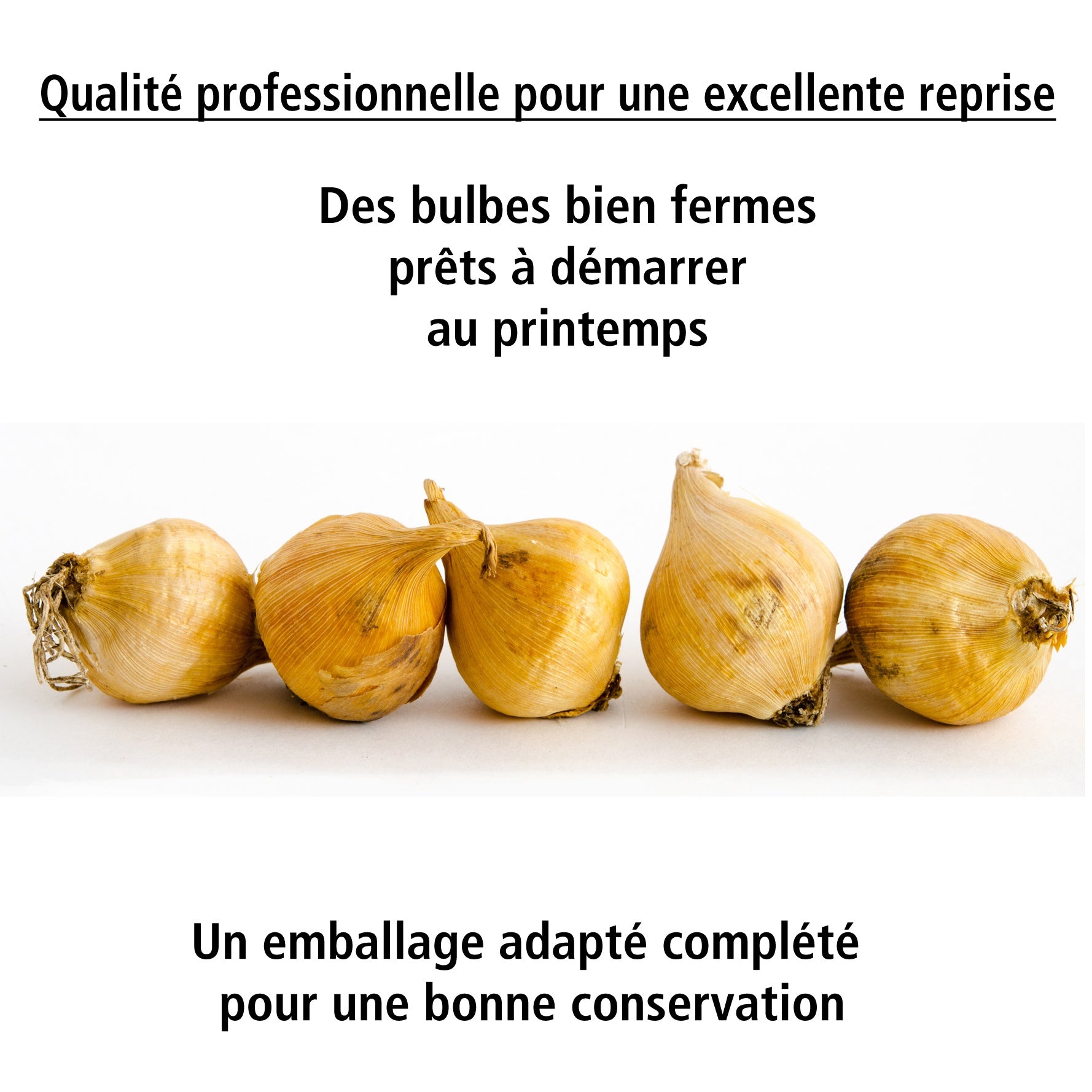 Vente 40 Iris de Hollande colorés en mélange