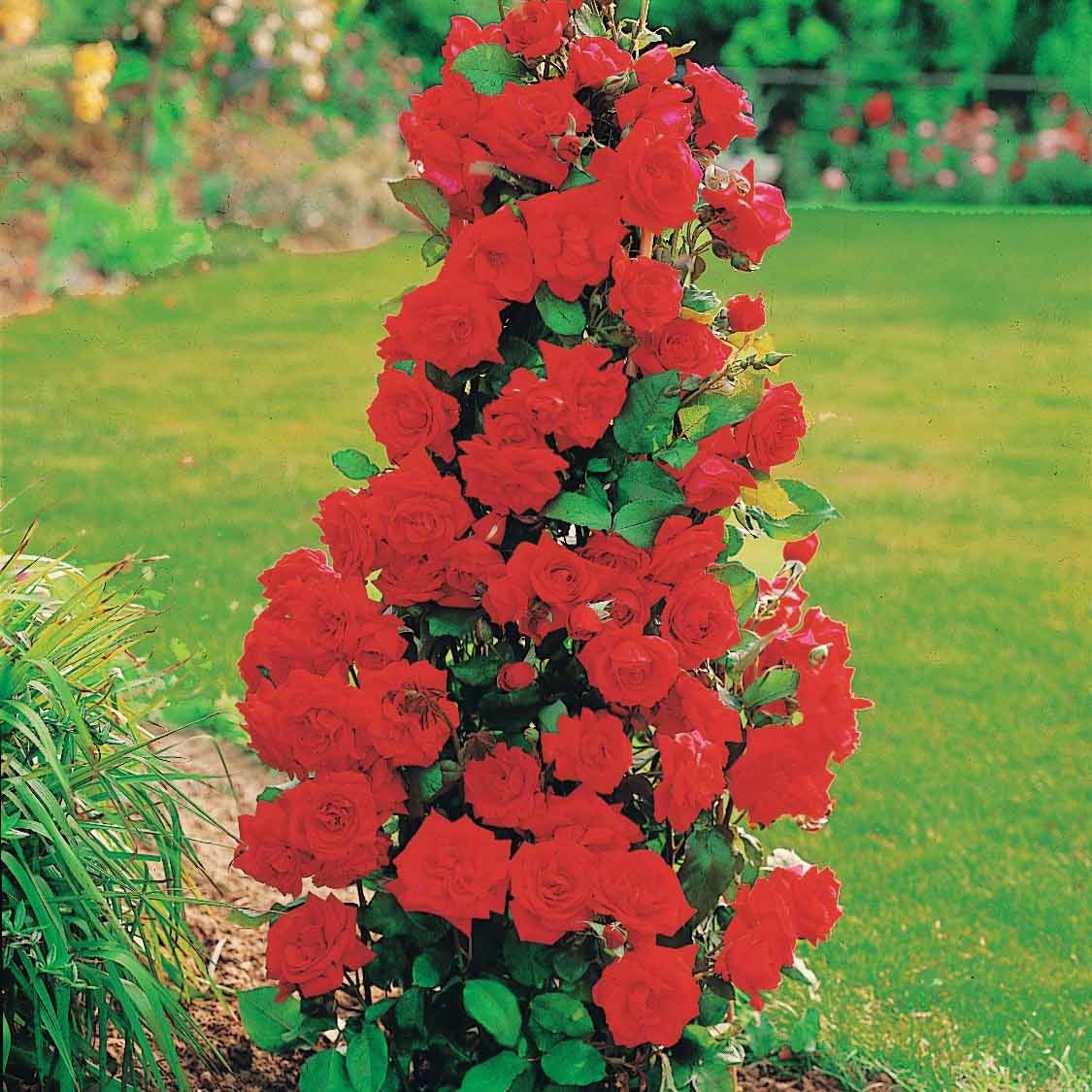 Collections de rosiers - Collection de 4 Rosiers arbustes : Shalom, Korbin, Westerland, Handel - Rosa shalom + haendel + westerland+korbin