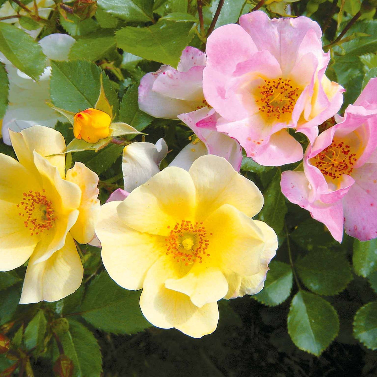 Collection de 6 Rosiers couvre-sols Happy Chappy et Wonderland - Rosa happy chappy , wonderland - Willemse