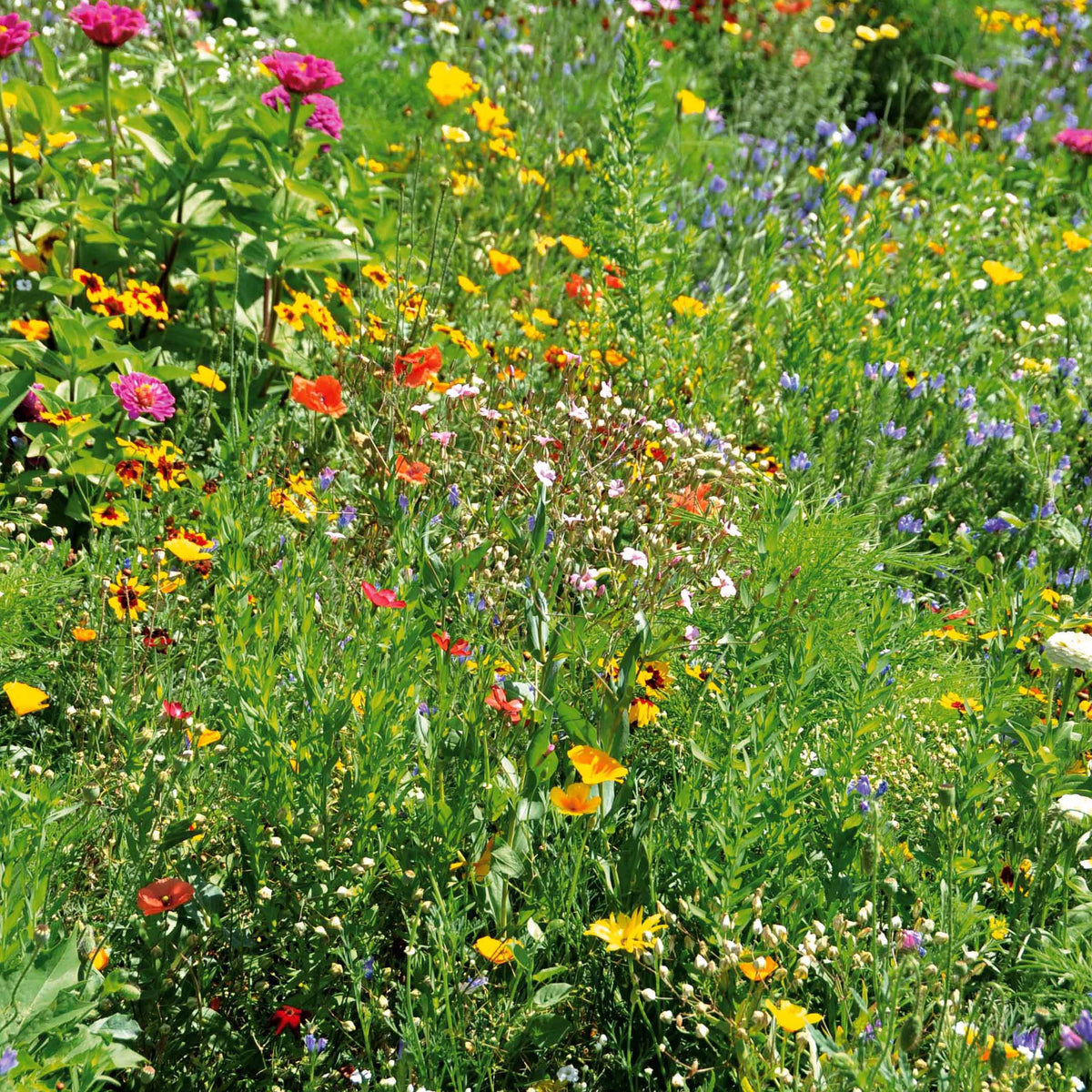 Graines de fleurs spécial terrains secs en mélange - - Willemse