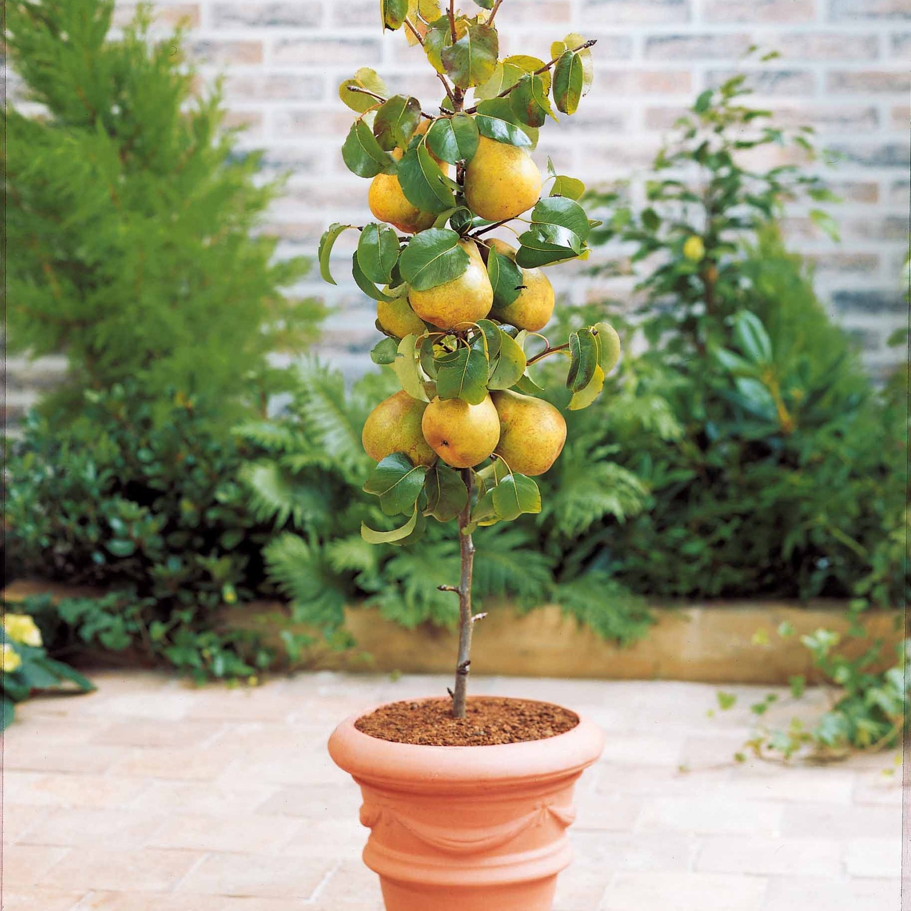 Pyrus communis, Prunus salicina ,Malus domestica, Prunus avium - Collection de 4 mini-fruitiers d'été - Mini fruitier