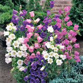 2 Campanules Carillon en mélange - Willemse