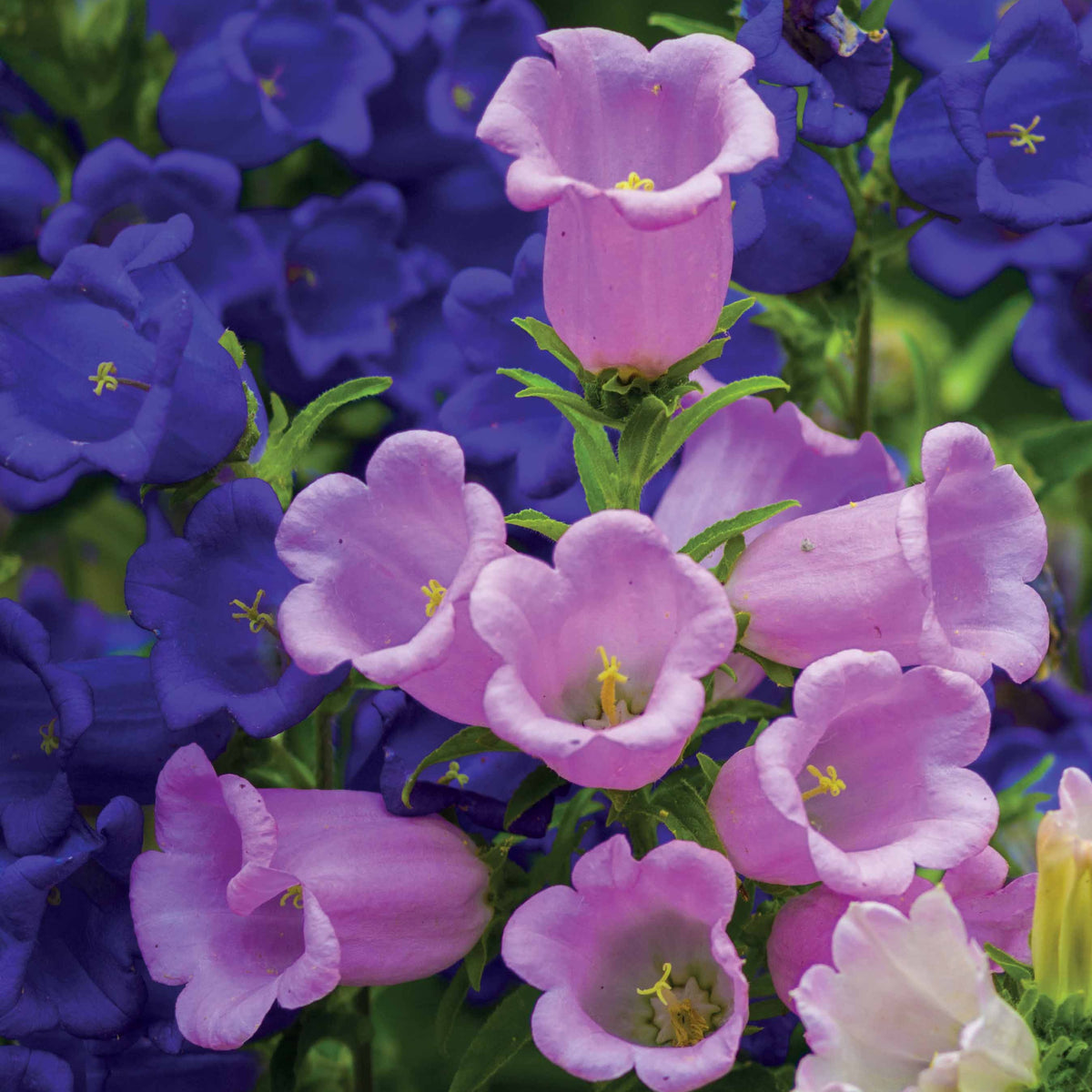 2 Campanules Carillon en mélange - Campanula medium carillon - Willemse