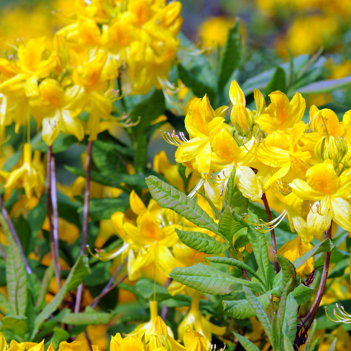 Collection de 3 Azalées de Chine : orangé, jaune, blanche - Rhododendron (Azalea) mollis - Willemse