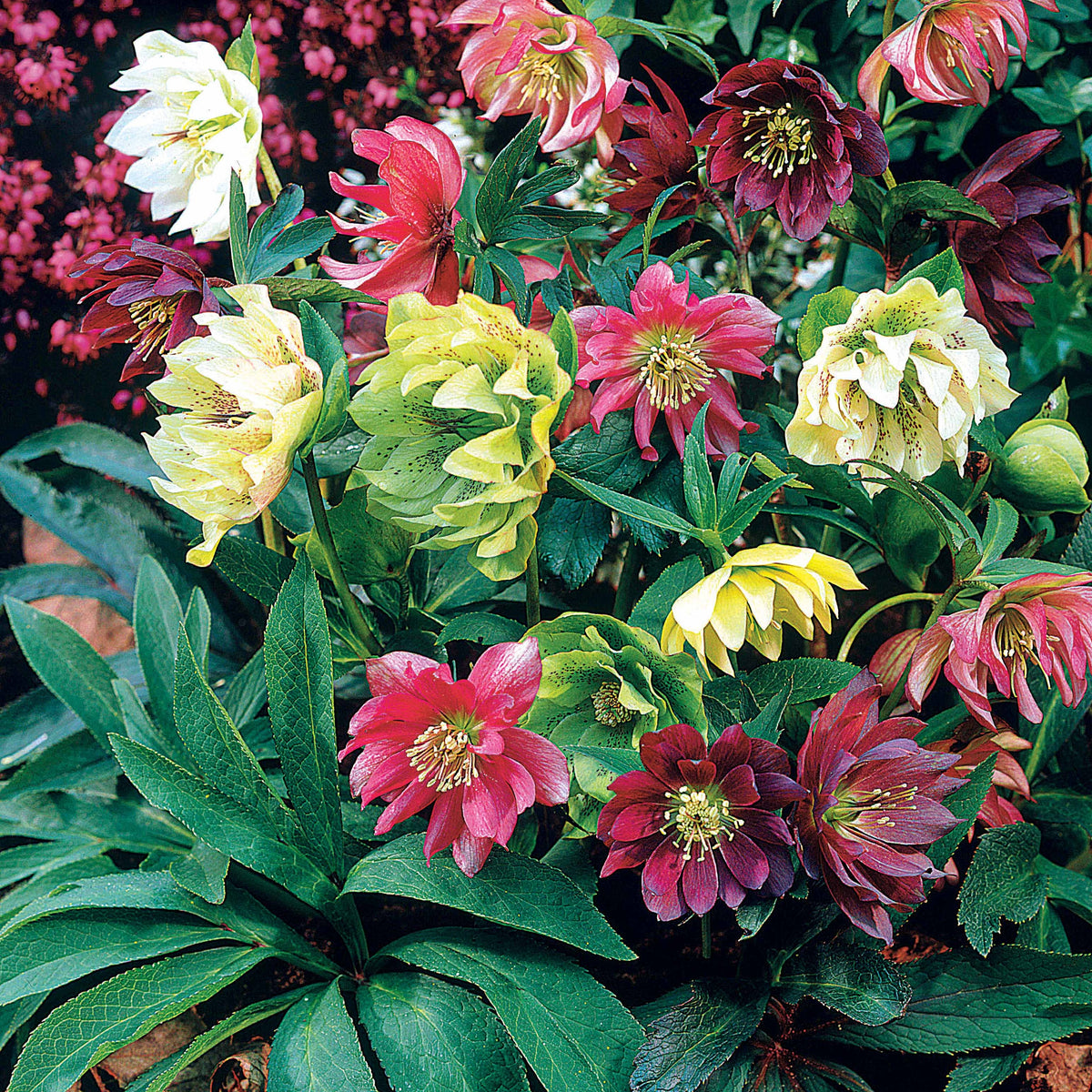 3 Hellébores d'Orient doubles en mélange - Helleborus orientalis - Willemse