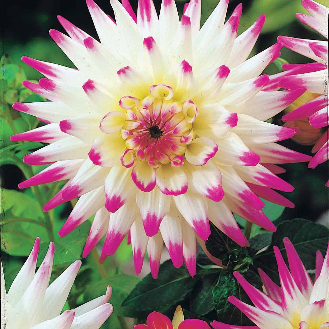 Dahlia - 8 Dahlias cactus en mélange - Dahlia 'haley jane', 'purple gem', 'oiseau de feu'