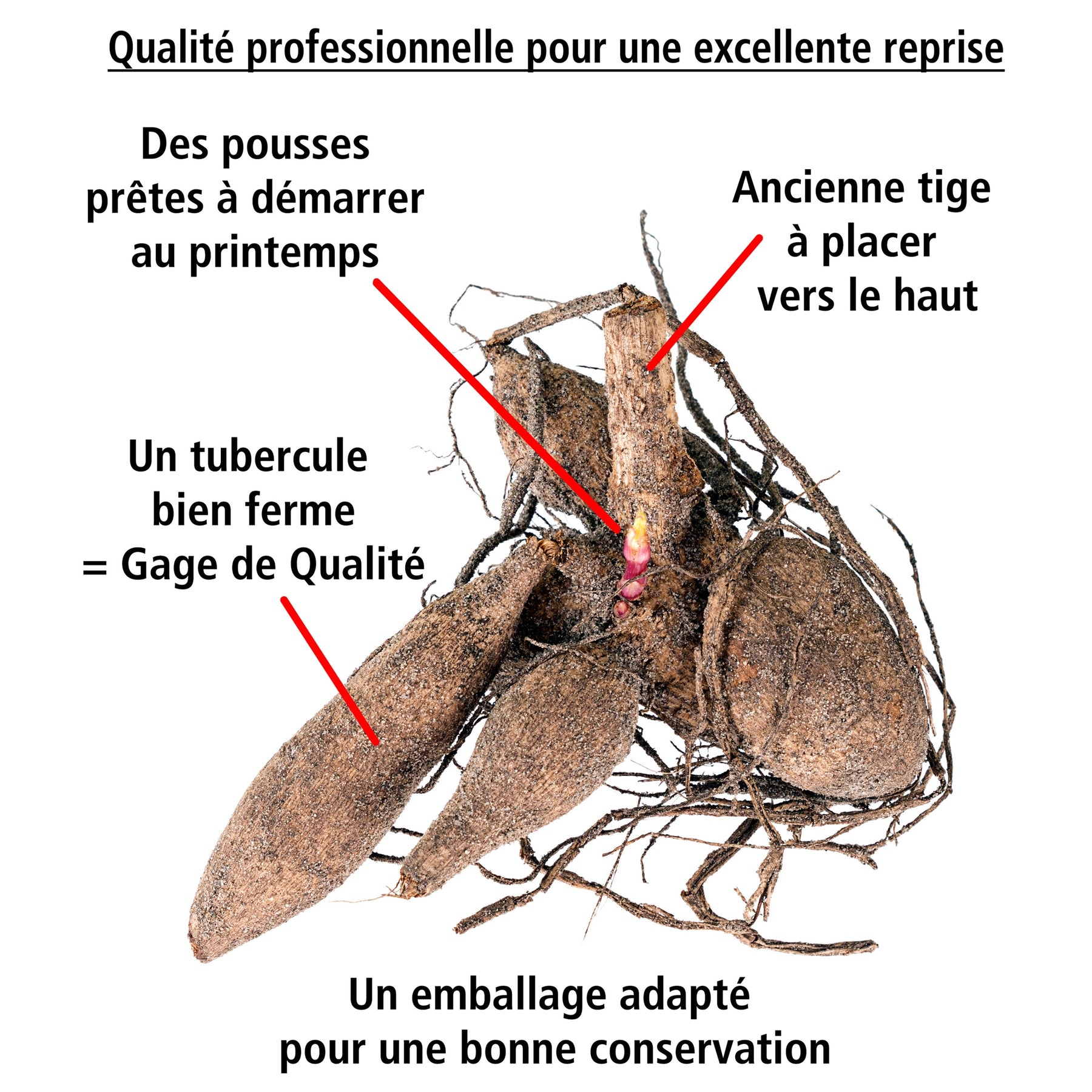 Vente 8 Dahlias cactus en mélange