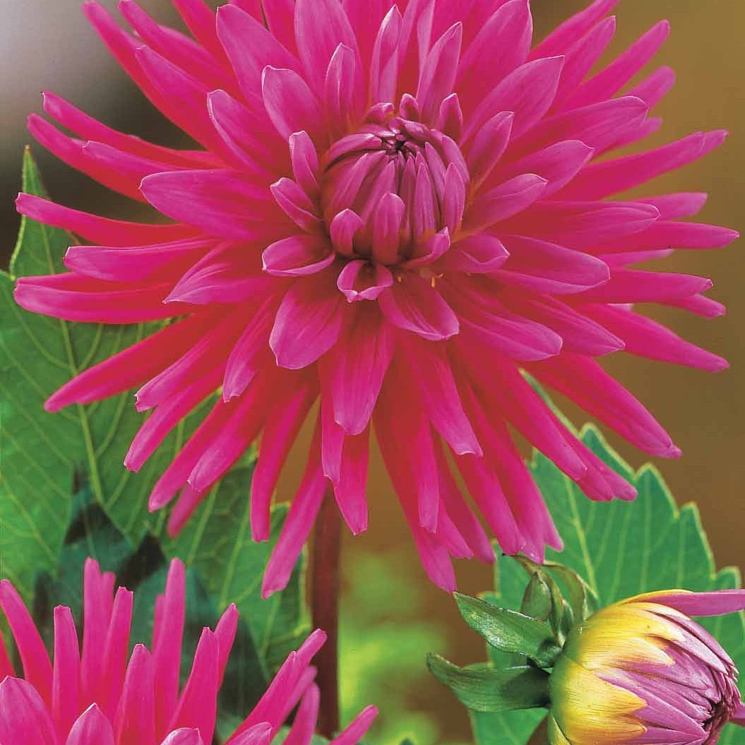 8 Dahlias cactus en mélange - Dahlia 'haley jane', 'purple gem', 'oiseau de feu' - Willemse