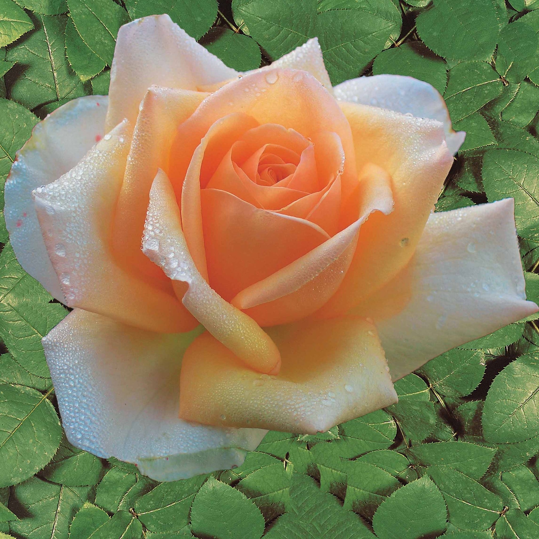 Rosa whisky, malaga,lune bleue, la magie du parfum - Collection de 4 Rosiers : Whisky, Malaga, Lune Bleue, Magie Parfum - Collections de rosiers