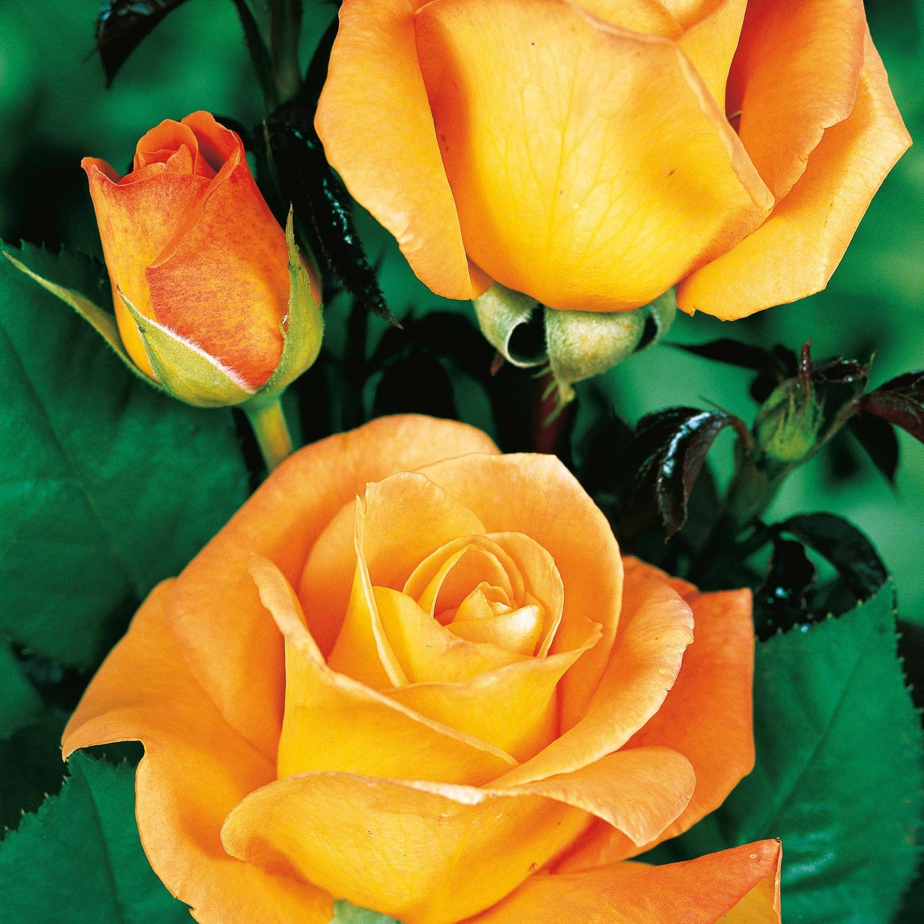 Vente Collection de 4 Rosiers : Whisky, Malaga, Lune Bleue, Magie Parfum - Rosa whisky, malaga,lune bleue, la magie du parfum