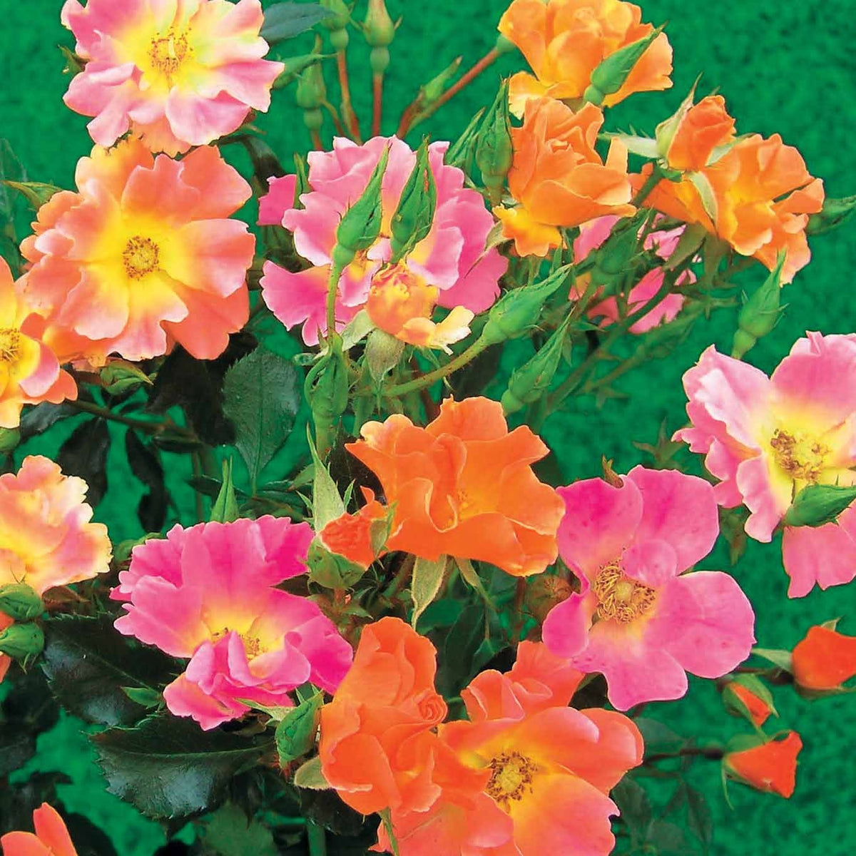 Collection de 6 Rosiers couvre-sols - Rosa happy chappy , mirato - Willemse