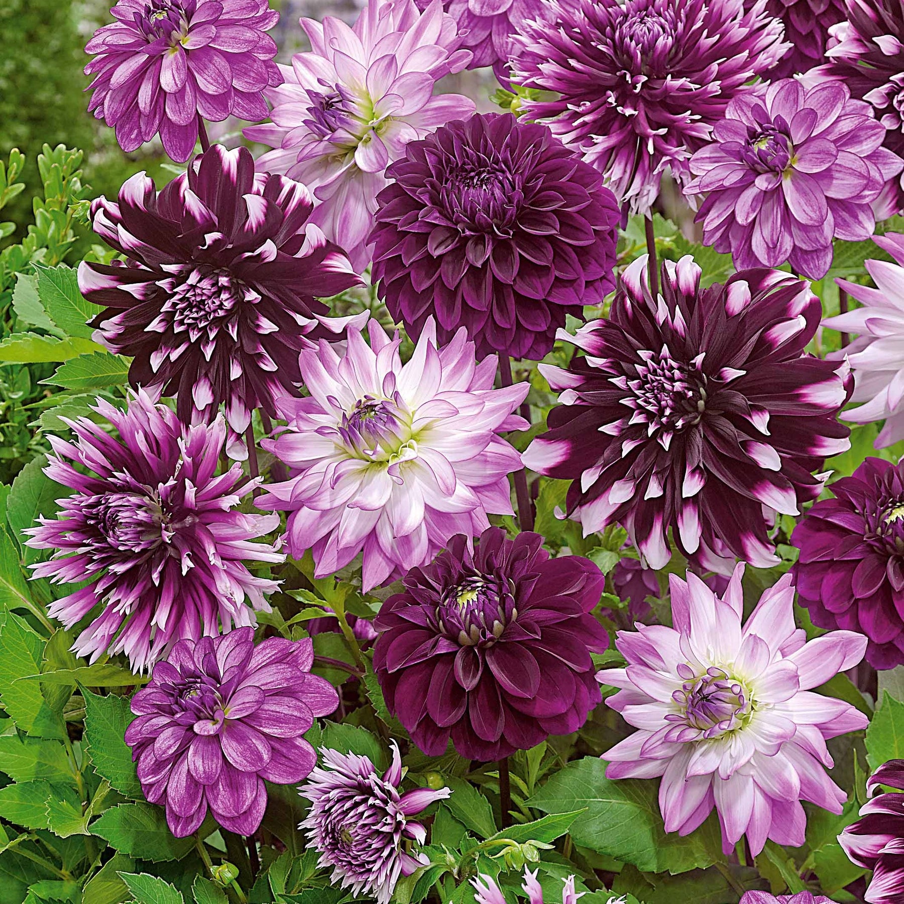 5 Grands Dahlias en mélange - Dahlia - Willemse