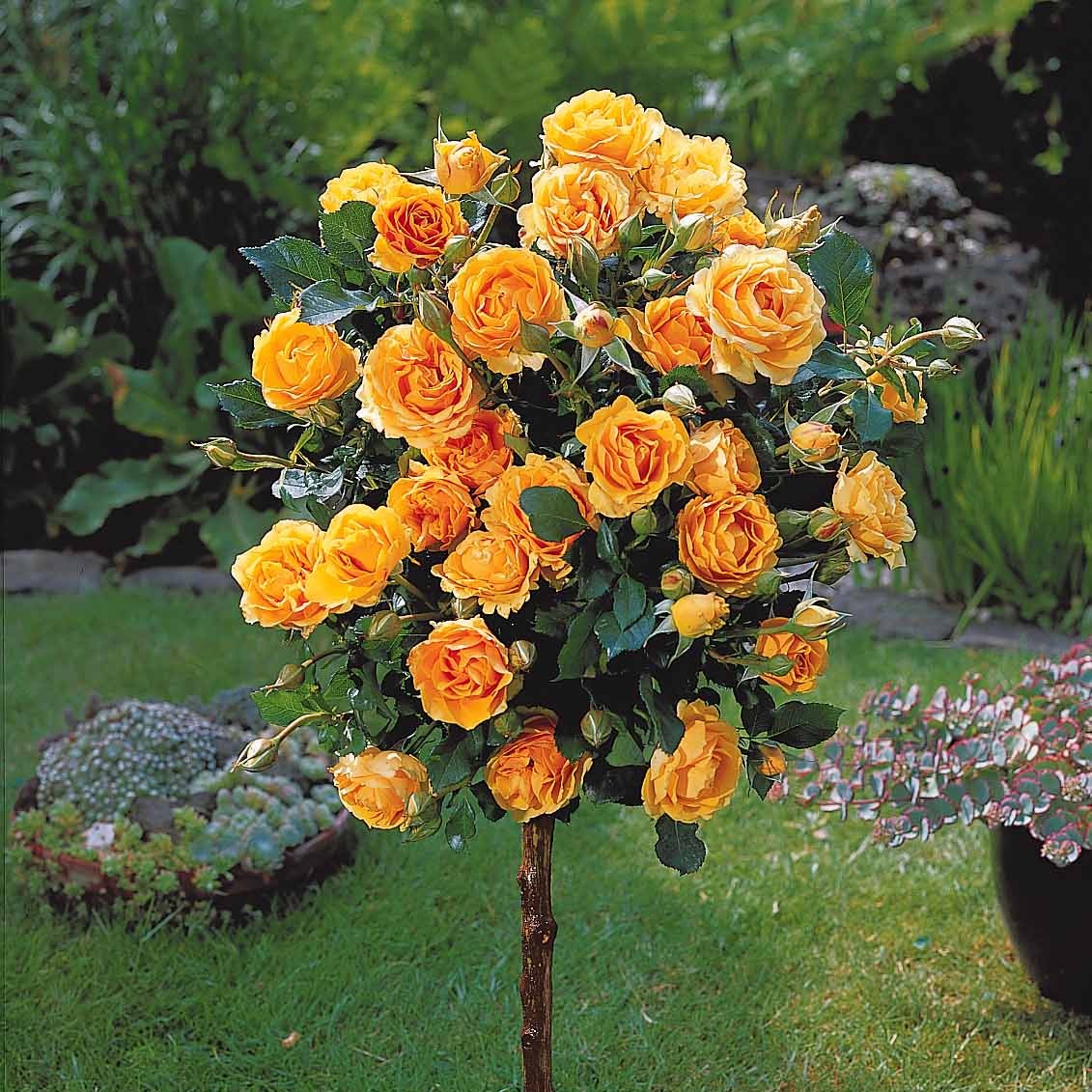 Rosa 'walztime' 'sunsilk''dame de coeur' - Collection de 3 Rosiers tiges : Walztime, Sunsilk, Dame de Cœur - Rosiers sur tige