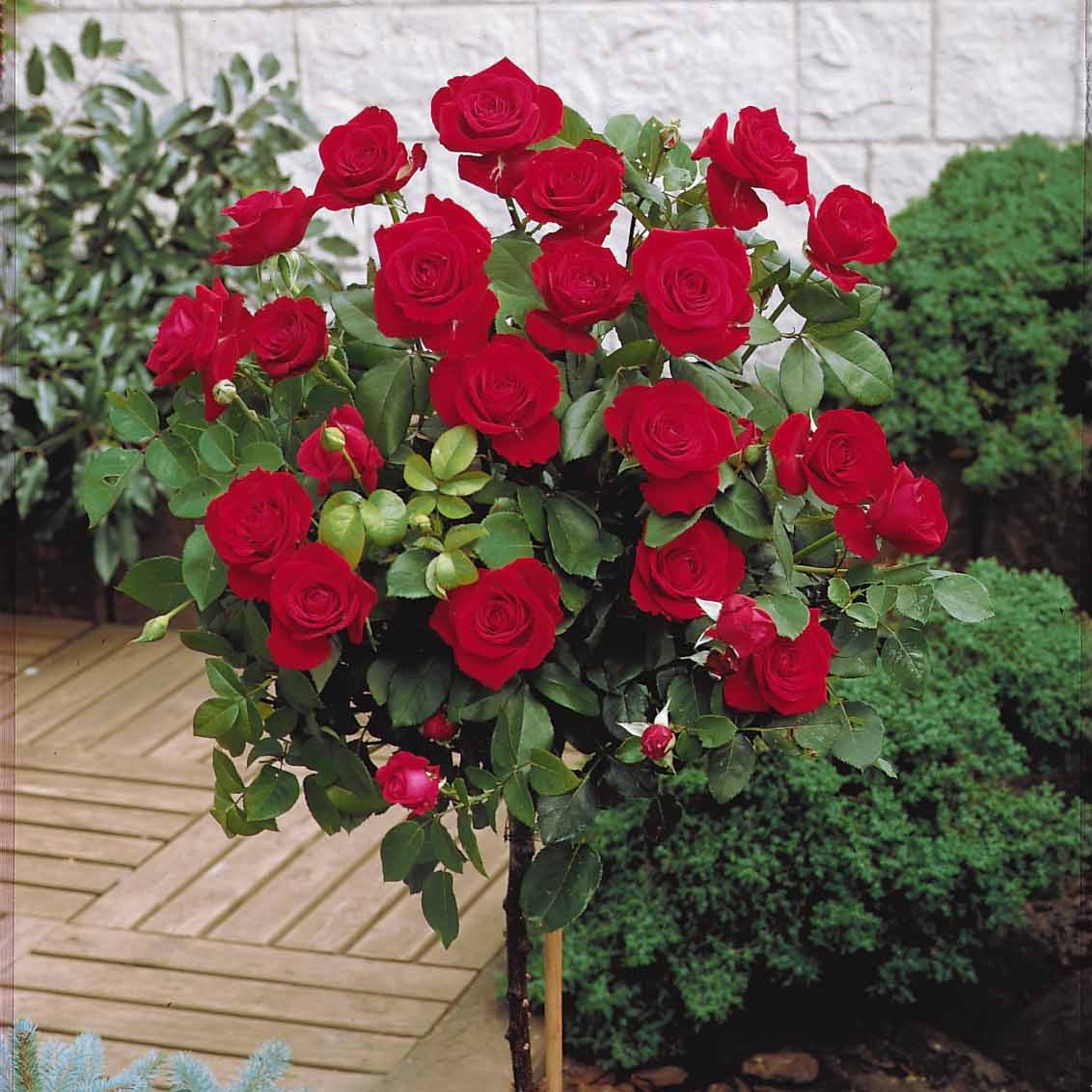 Vente Collection de 3 Rosiers tiges : Walztime, Sunsilk, Dame de Cœur - Rosa 'walztime' 'sunsilk''dame de coeur'