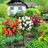 Collection de 3 Rosiers tiges : Ramona, Korbin, Osiria - Willemse