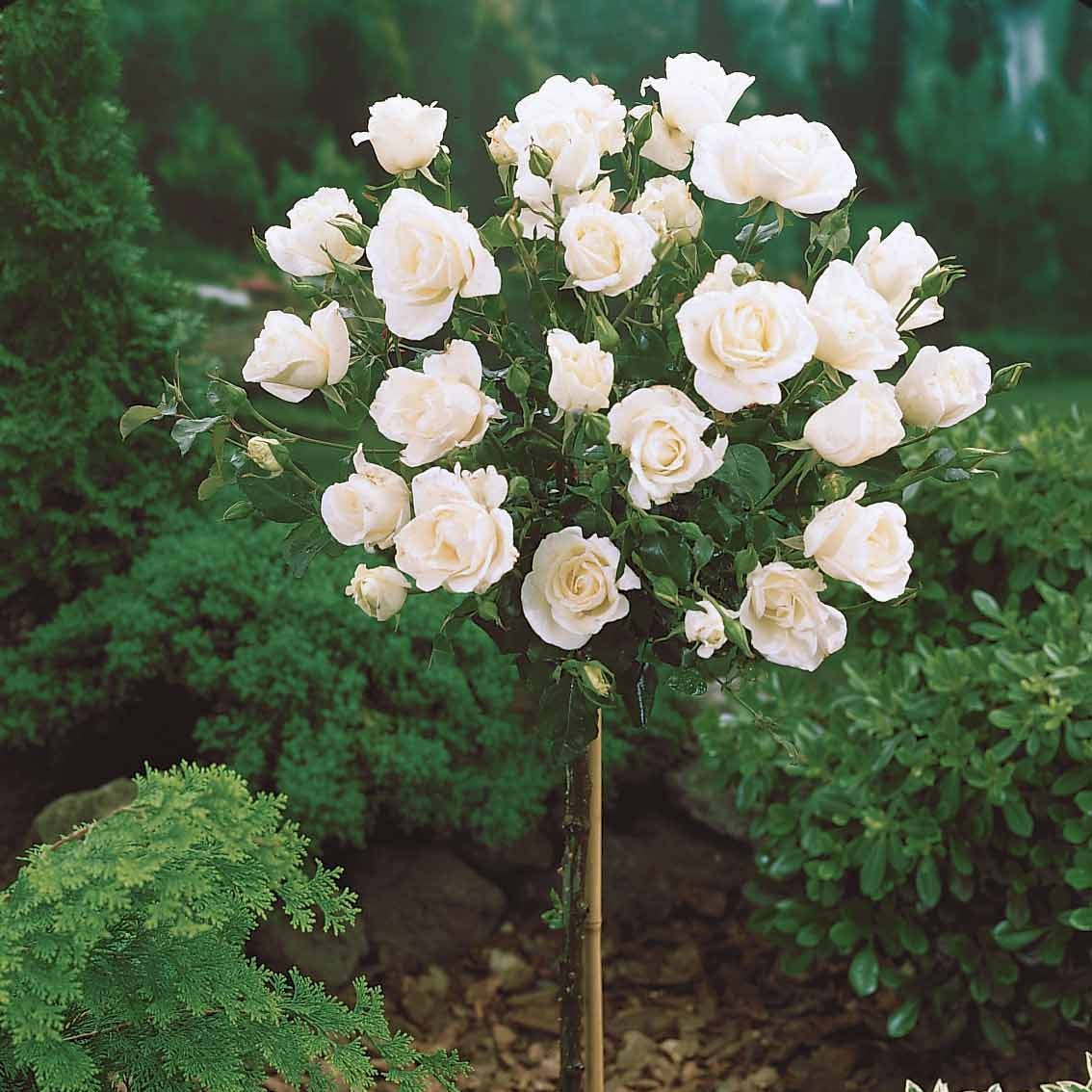 Rosa 'ramona', 'korbin', 'osiria' - Collection de 3 Rosiers tiges : Ramona, Korbin, Osiria - Rosiers sur tige