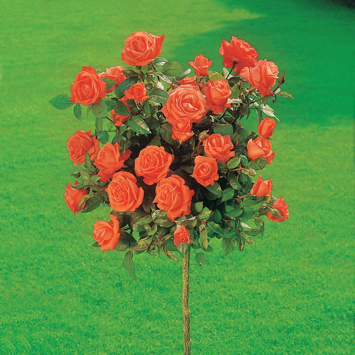 Rosiers sur tige - Collection de 3 Rosiers tiges : Ramona, Korbin, Osiria - Rosa 'ramona', 'korbin', 'osiria'