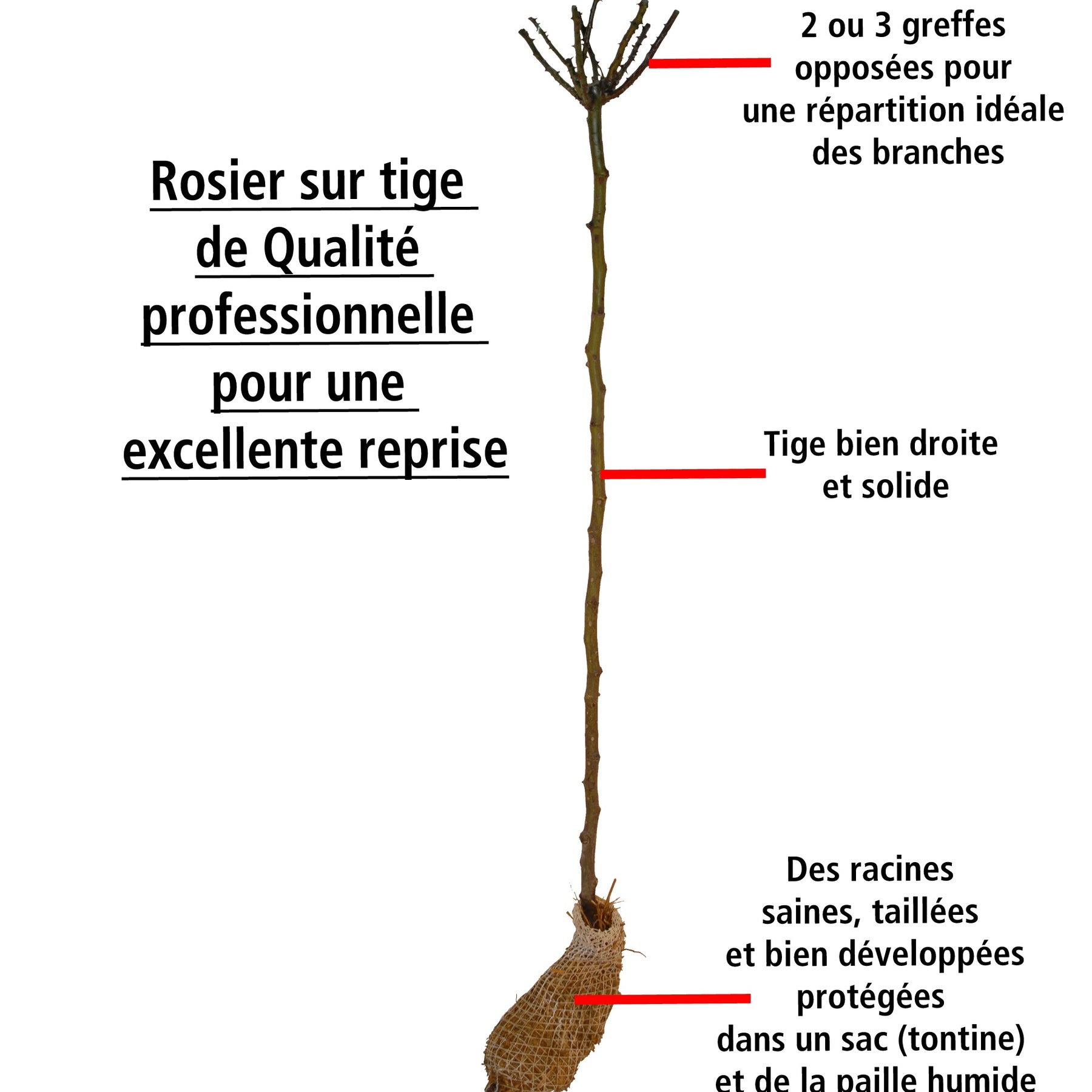 Vente Collection de 3 Rosiers tiges : Ramona, Korbin, Osiria