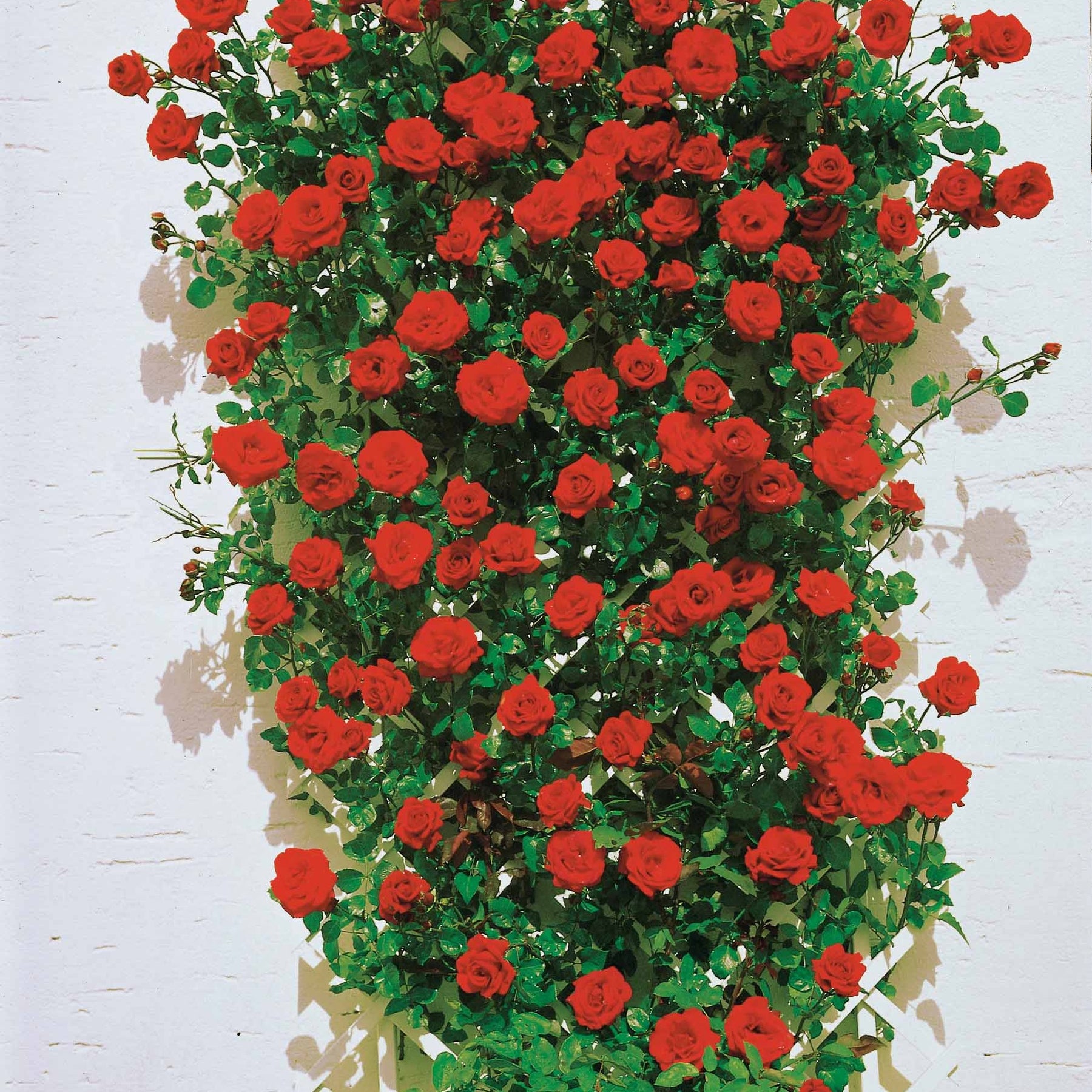 Rosa 'golden gate', 'santana', 'ronsard' - Collection de 3 Rosiers grimpants : Ronsard, Golden Gate, Santana - Collections de rosiers