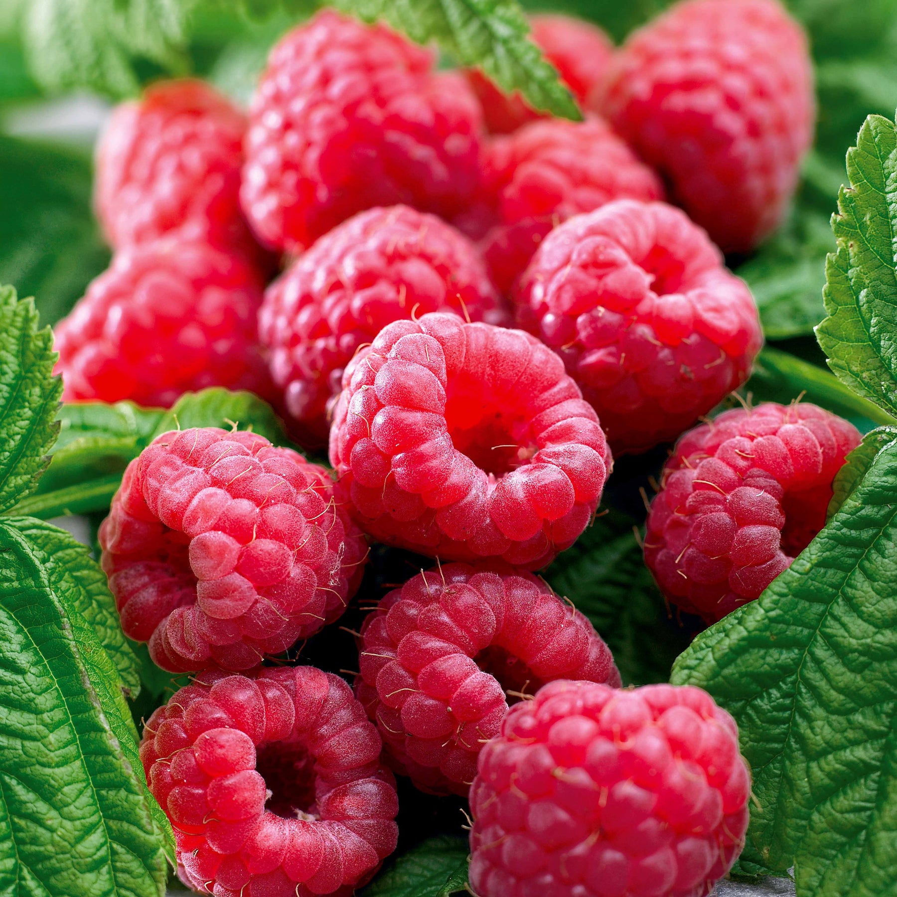 Collection de 6 Framboisiers : Sumo 2, FallGold, Marastar - Rubus idaeus marastar ®, sumo 2, fallgold - Willemse