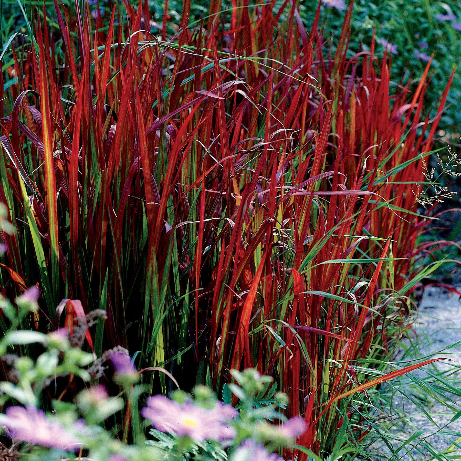 Imperata cylindrica Red Baron, Carex oshimensis Evergreen, Festuca glauca - 3 Graminées colorées en mélange - Graminées