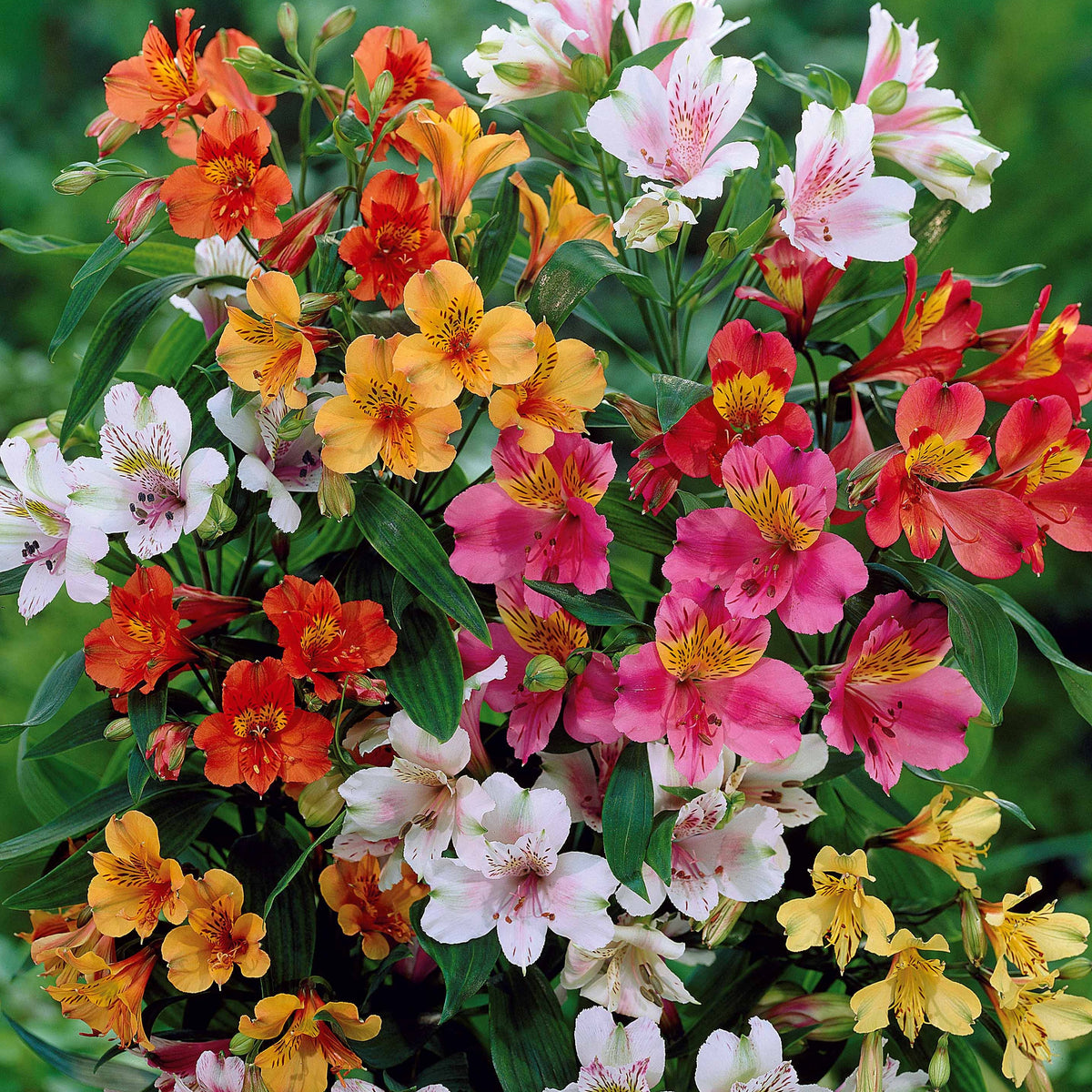3 Lys des incas en mélange - Alstroemeria - Willemse