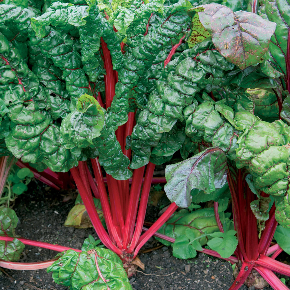 Poirée à carde rouge Rhubarb Chard - Willemse