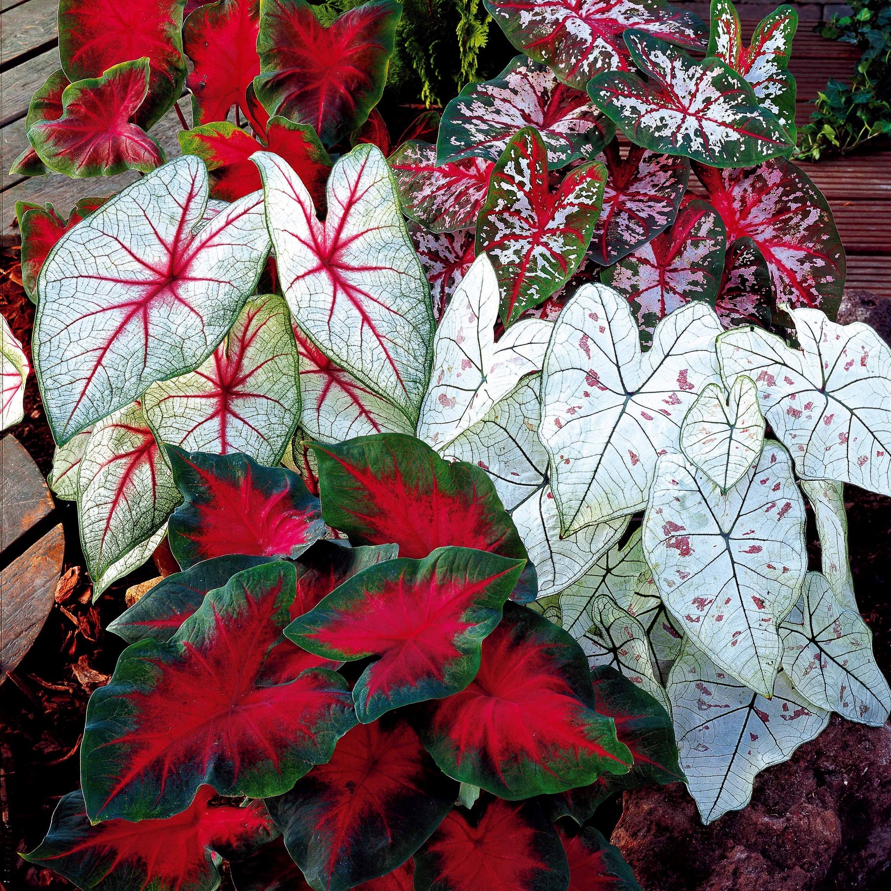 3 Caladiums en mélange - Willemse