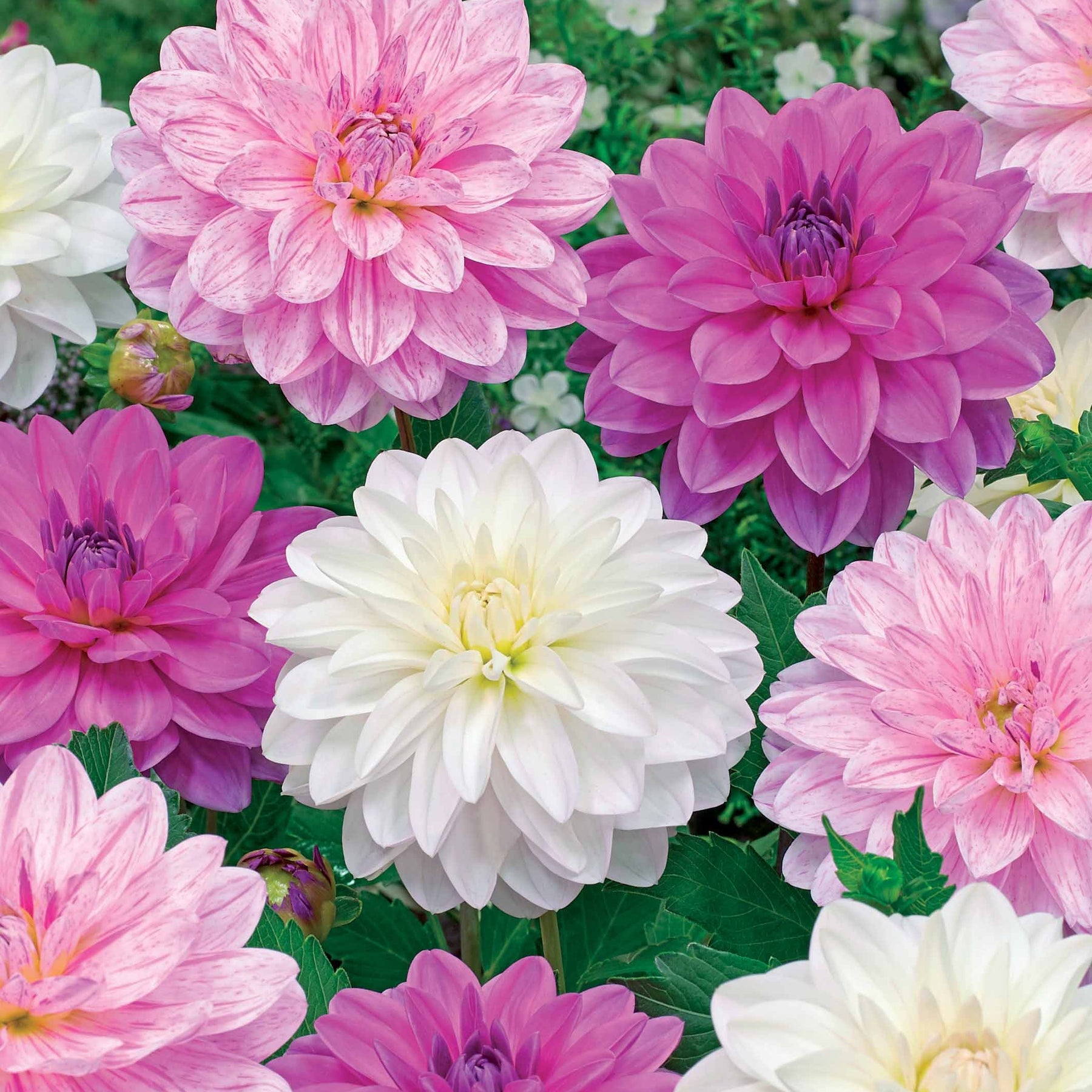 6 Dahlias Bonesta en mélange - Willemse