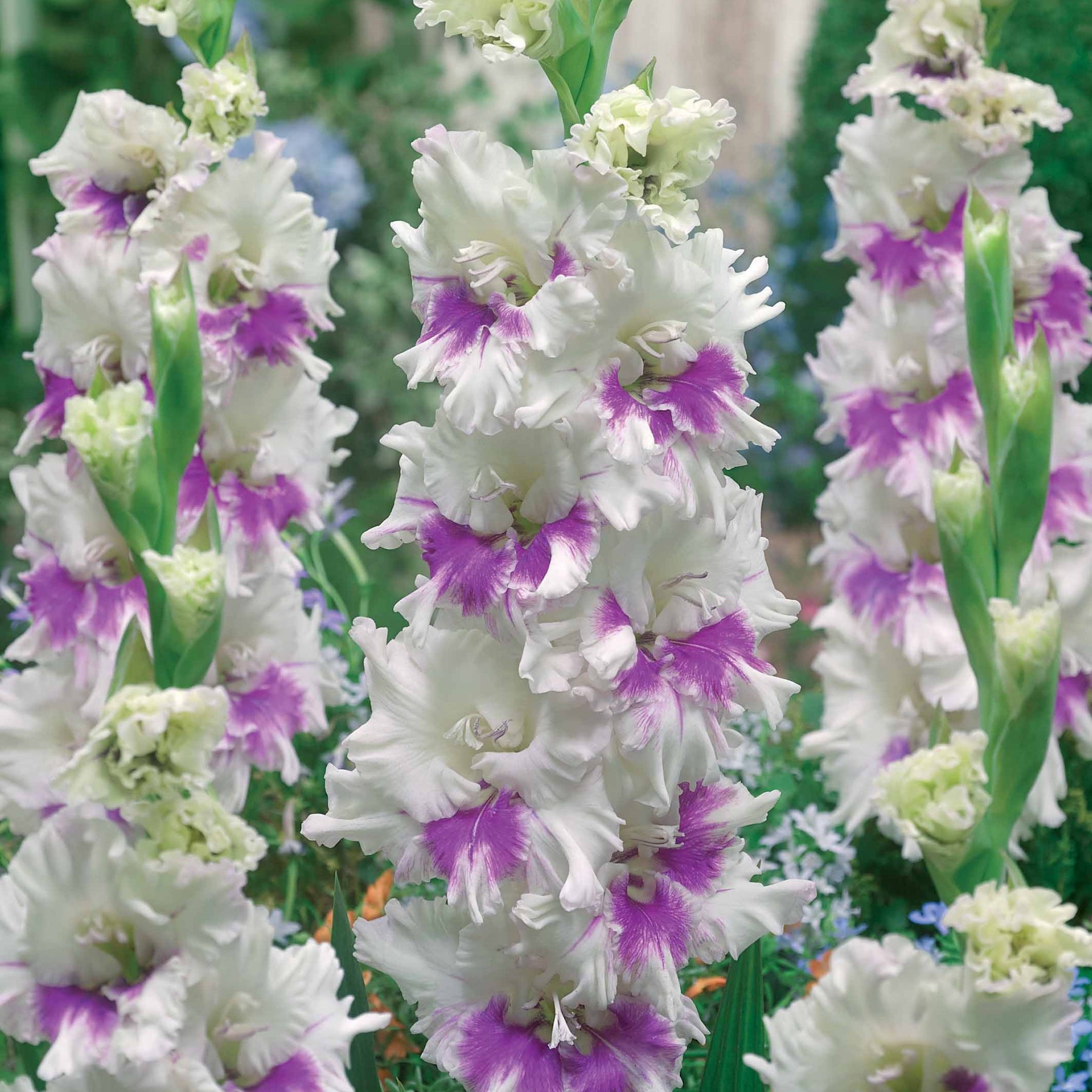Glaïeul - Collection de 30 Glaïeuls perroquets - Gladiolus 'kirov','saratov','katherina'