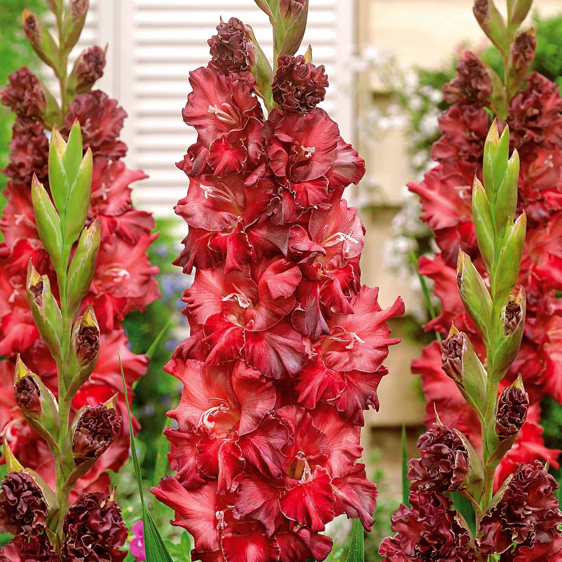 Gladiolus 'kirov','saratov','katherina' - Collection de 30 Glaïeuls perroquets - Glaïeul