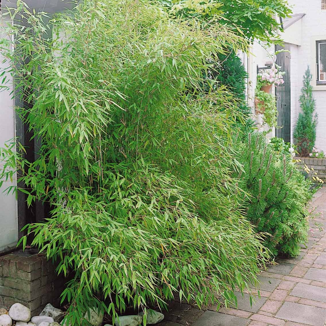 Collection de 3 Bambous traçants : vert, jaune, rouge - Phyllostachys bissetii, aureosulcata Aureocaulis, Fargesia scabrida Asian Wonder - Willemse