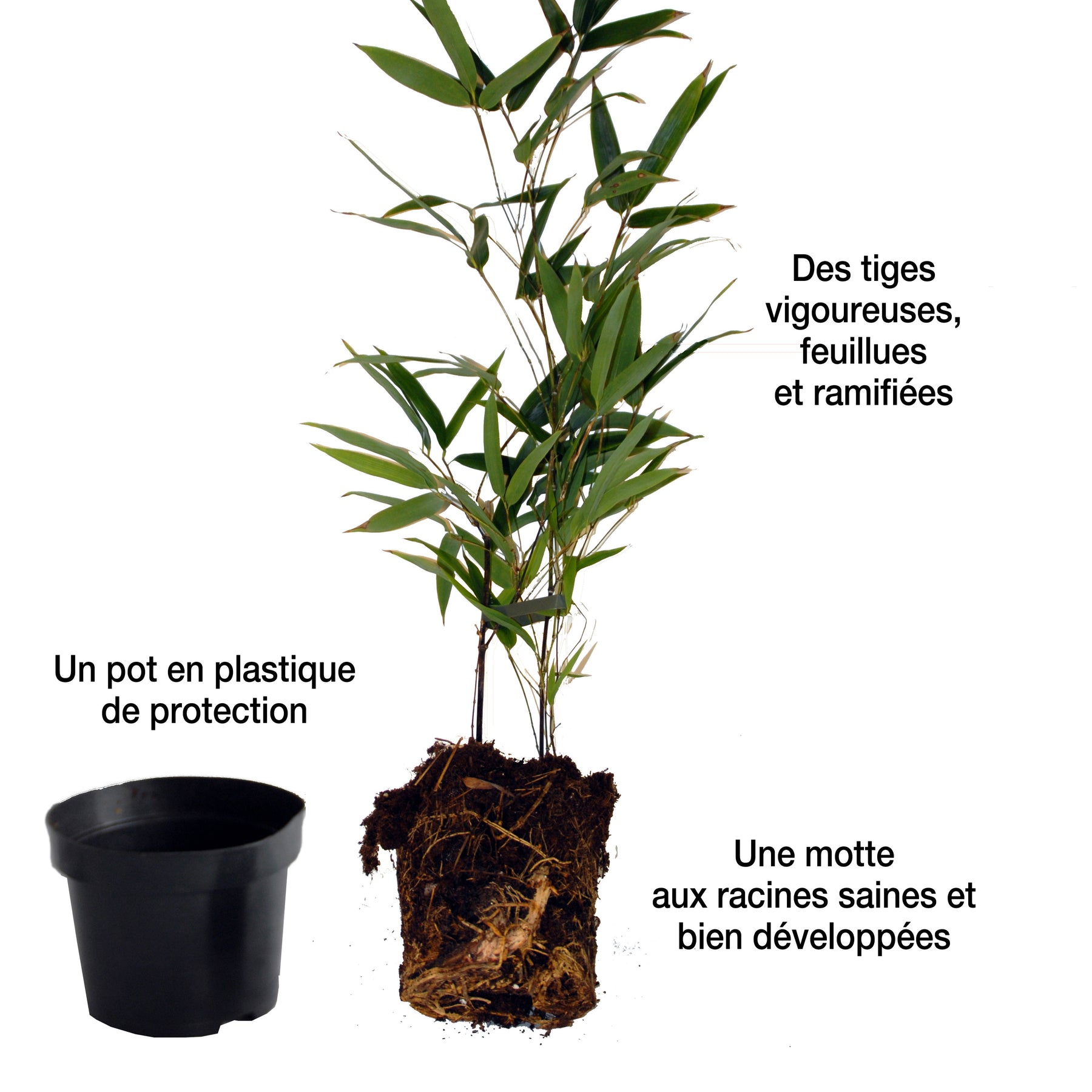 Vente Collection de 3 Bambous traçants : vert, jaune, rouge - Bambous