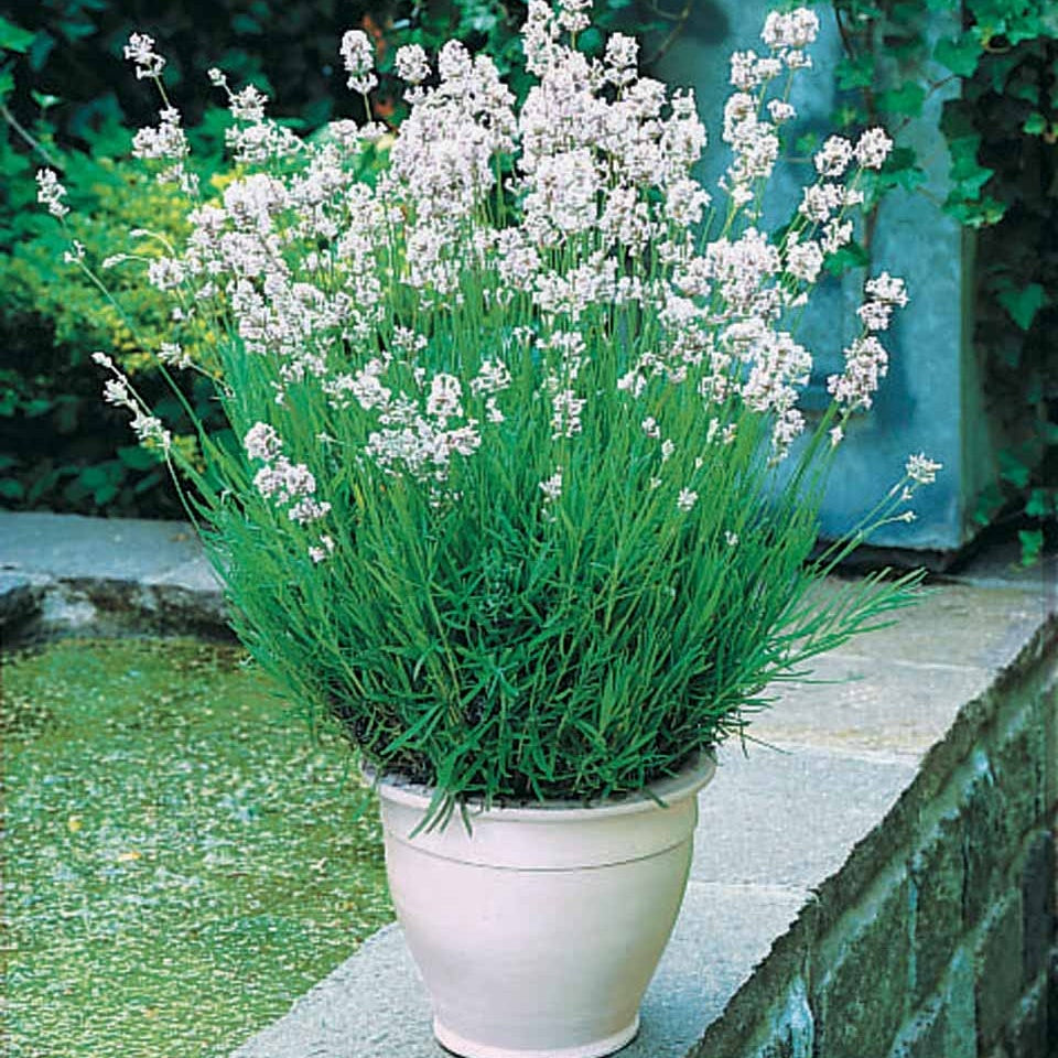 Lavandes - Collection de 4 Lavandes blanches et roses - Lavandula angustifolia alba, rosea
