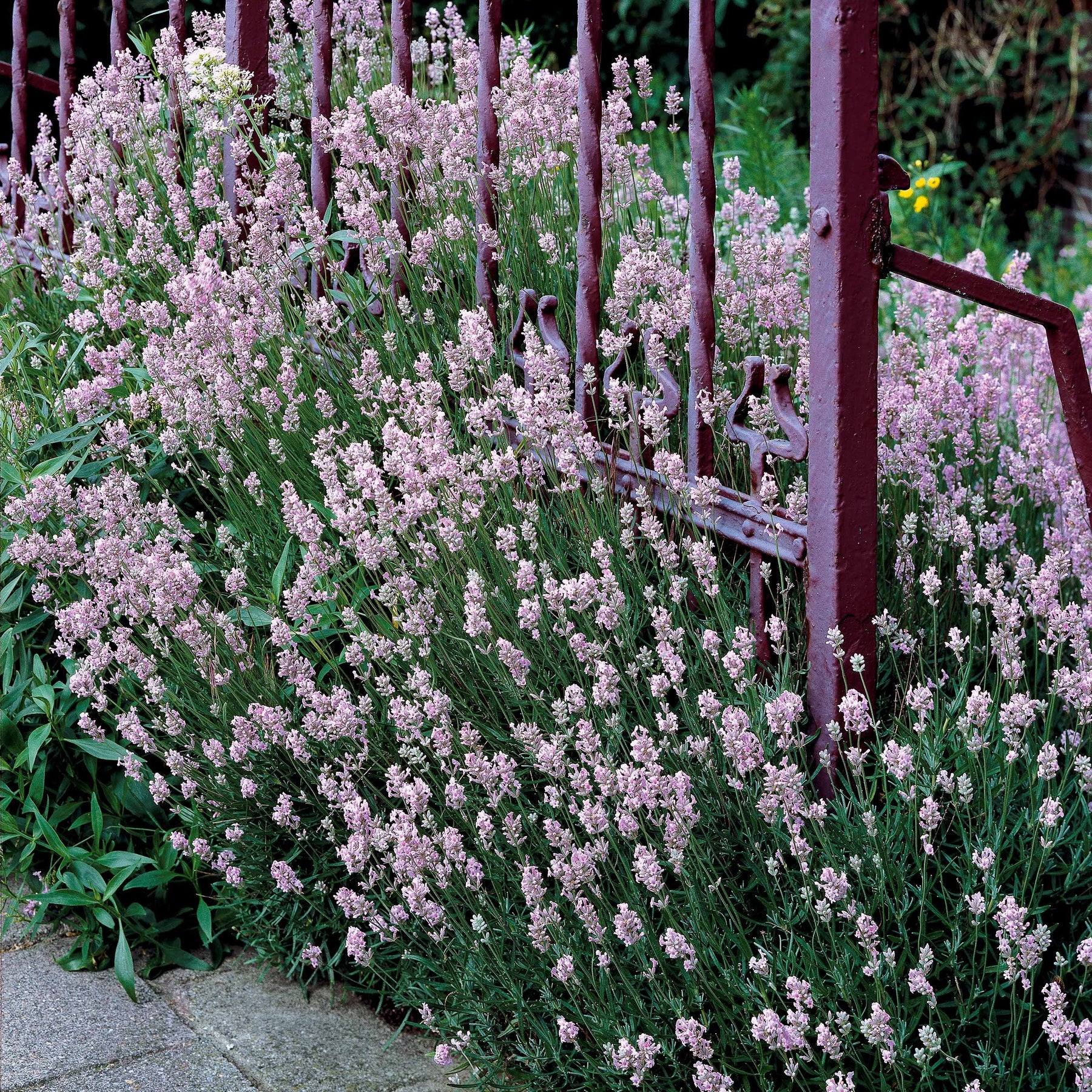 Vente Collection de 4 Lavandes blanches et roses - Lavandula angustifolia alba, rosea