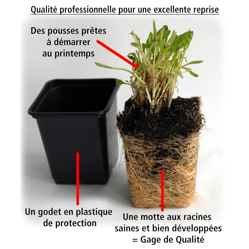 Vente Collection de 4 Lavandes blanches et roses