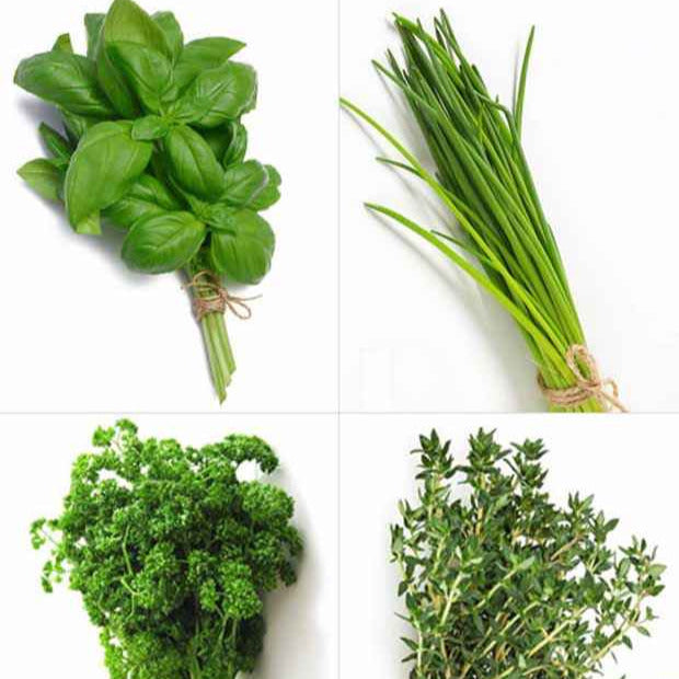 Collection de 4 Plants Aromatiques basilic, ciboulette, persil, thym - Willemse