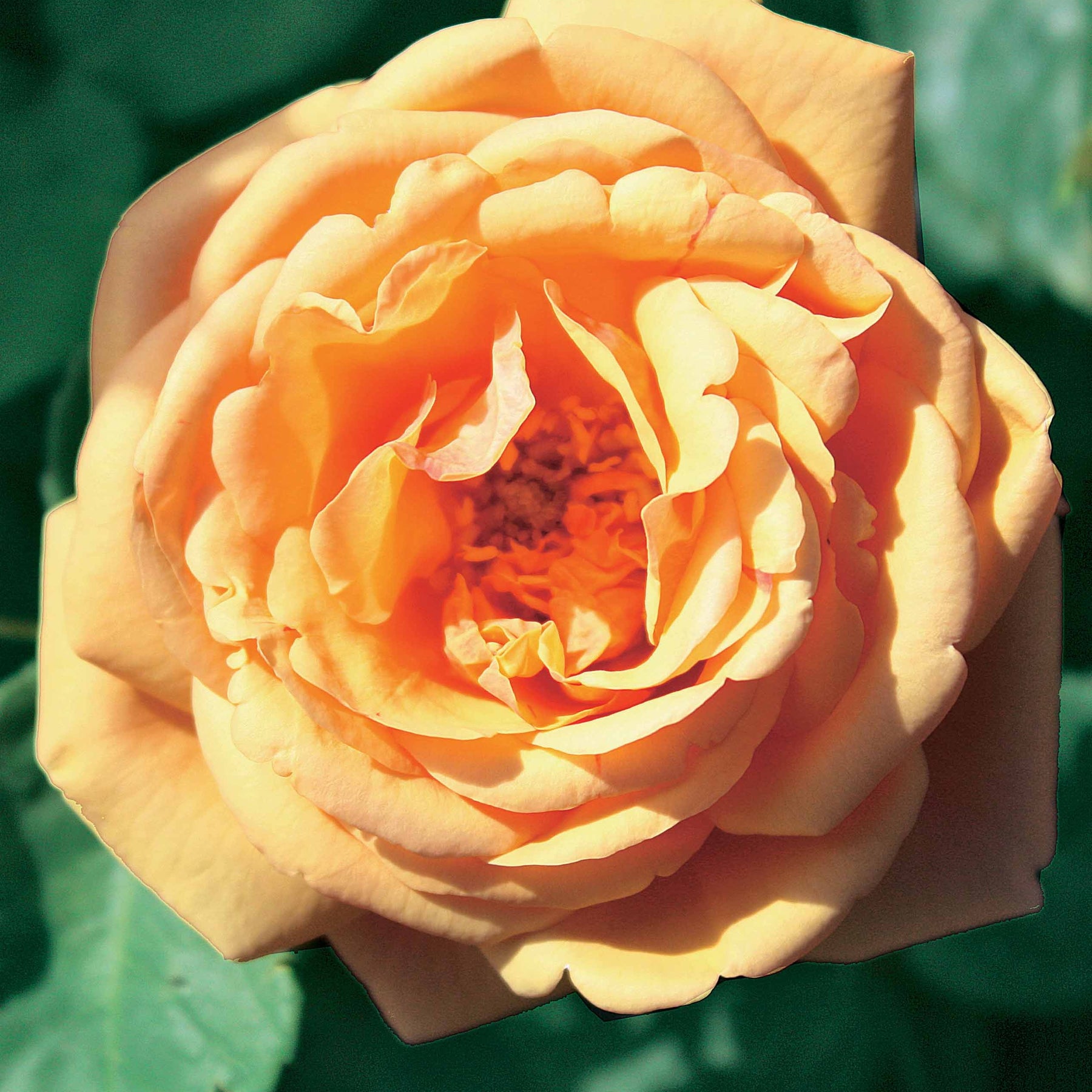 Rosa(fish ausgreen,charlie ausgreen,her's ausgreen - Collection de 3 Rosiers anglais : Fish Ausgreen, Charlie, Her's Ausgreen - Collections de rosiers