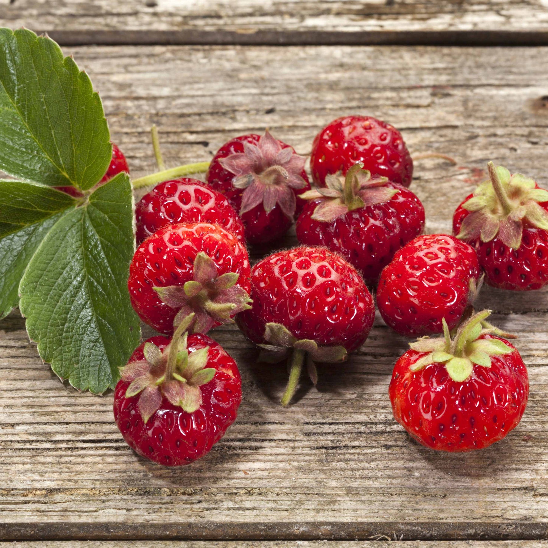 Fragaria pineberry ® framberry ® - Collection de 4 fraisiers originaux - Fraisiers