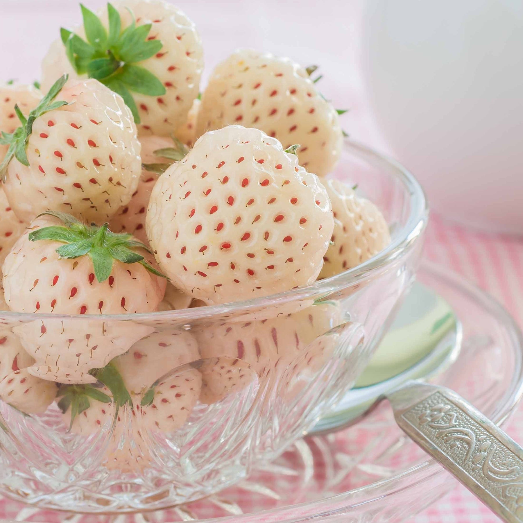 Fraisiers - Collection de 4 fraisiers originaux - Fragaria pineberry ® framberry ®