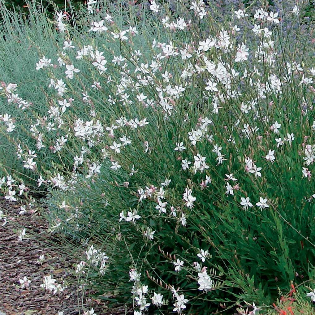 2 Gauras blanc et rose en mélange - Gaura lindheimeri (blanc +siskiyou pink) - Plantes vivaces