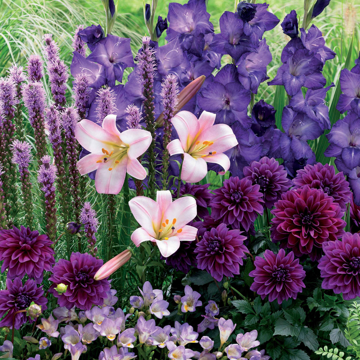 29 Bulbes d'été en mélange - Liatris, freesias,lis longiflorum,dahlia,gladiolus - Willemse
