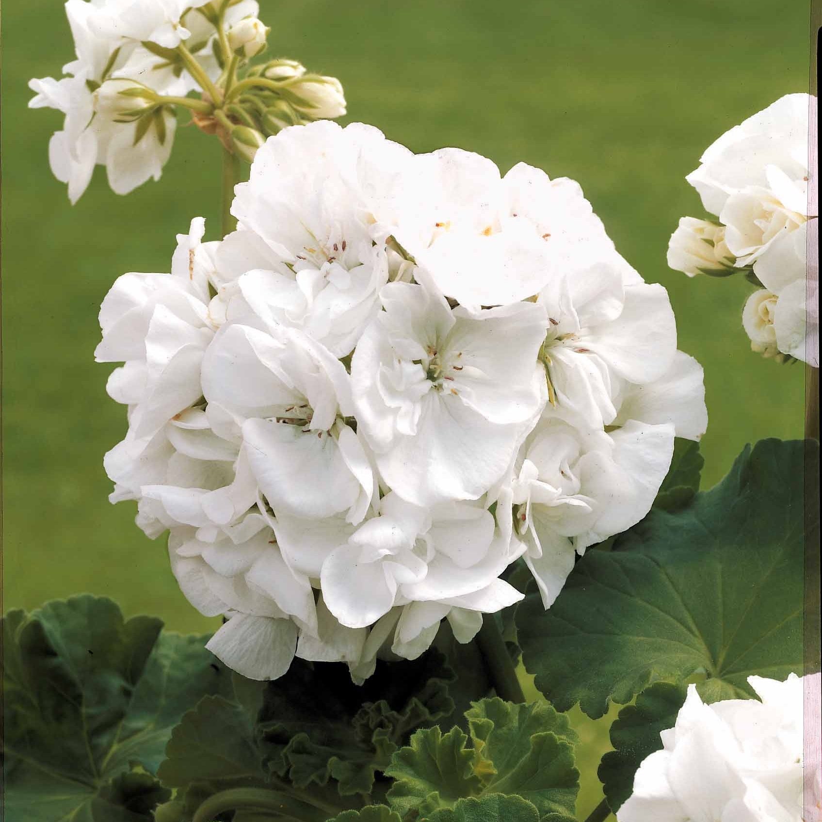 Vente Collection de 6 Géraniums : rouges, blancs, Dark Lilac - Pelargonium zonale