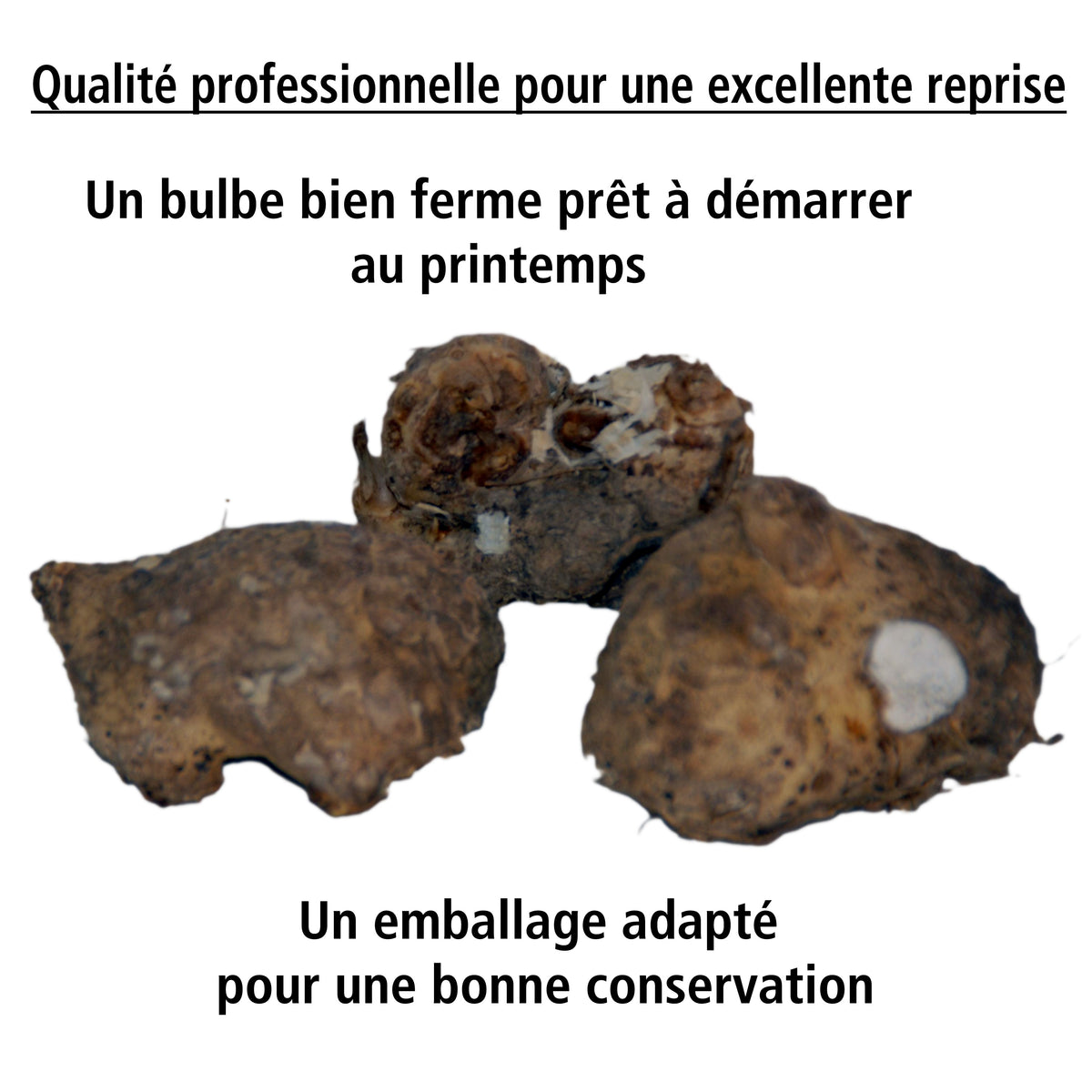 4 Callas blancs Snowstar et noirs Cantor en mélange - Zantedeschia snowstar cantor - Willemse