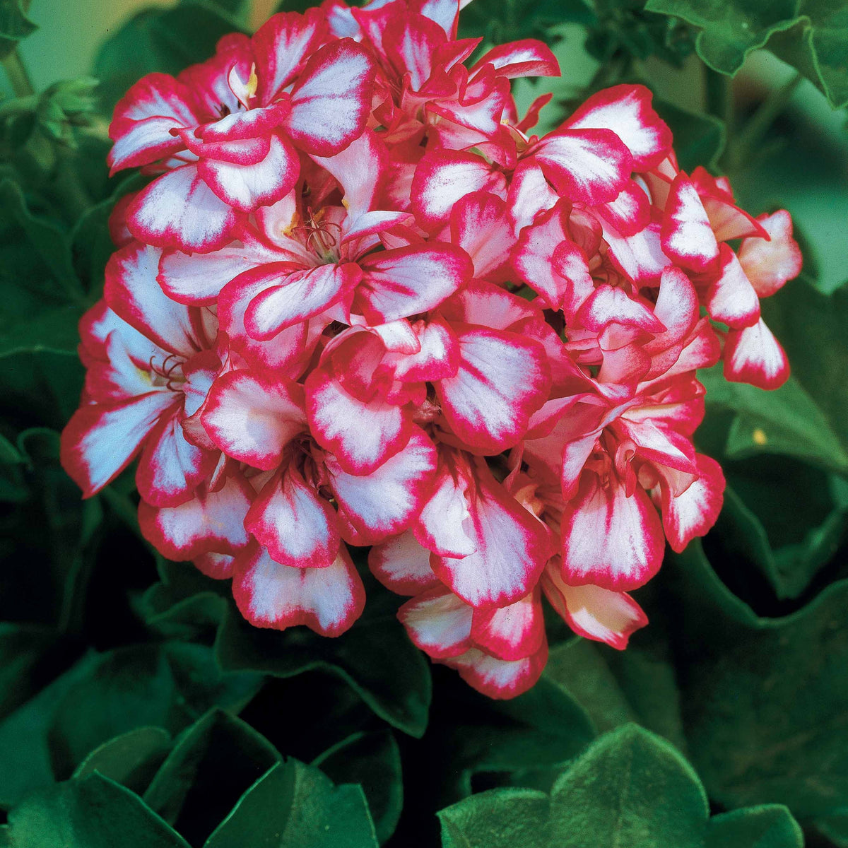 Collection de 6 Géraniums-lierres : rouge et bicolore - Pelargonium peltatum nixe , rouge - Willemse